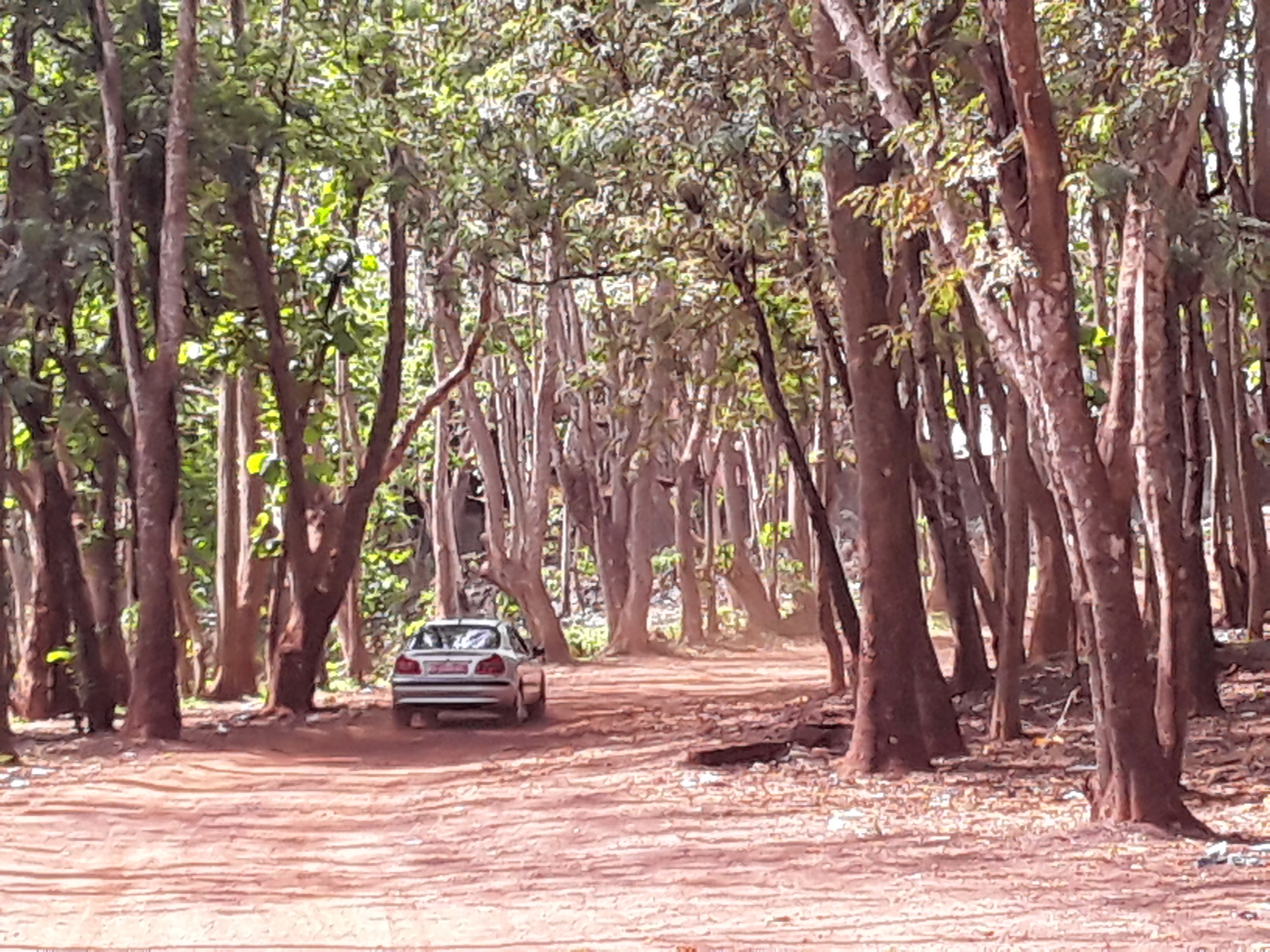 A silver car driving on a reddish dirt road surrounded by tall, slender trees in a forested area.