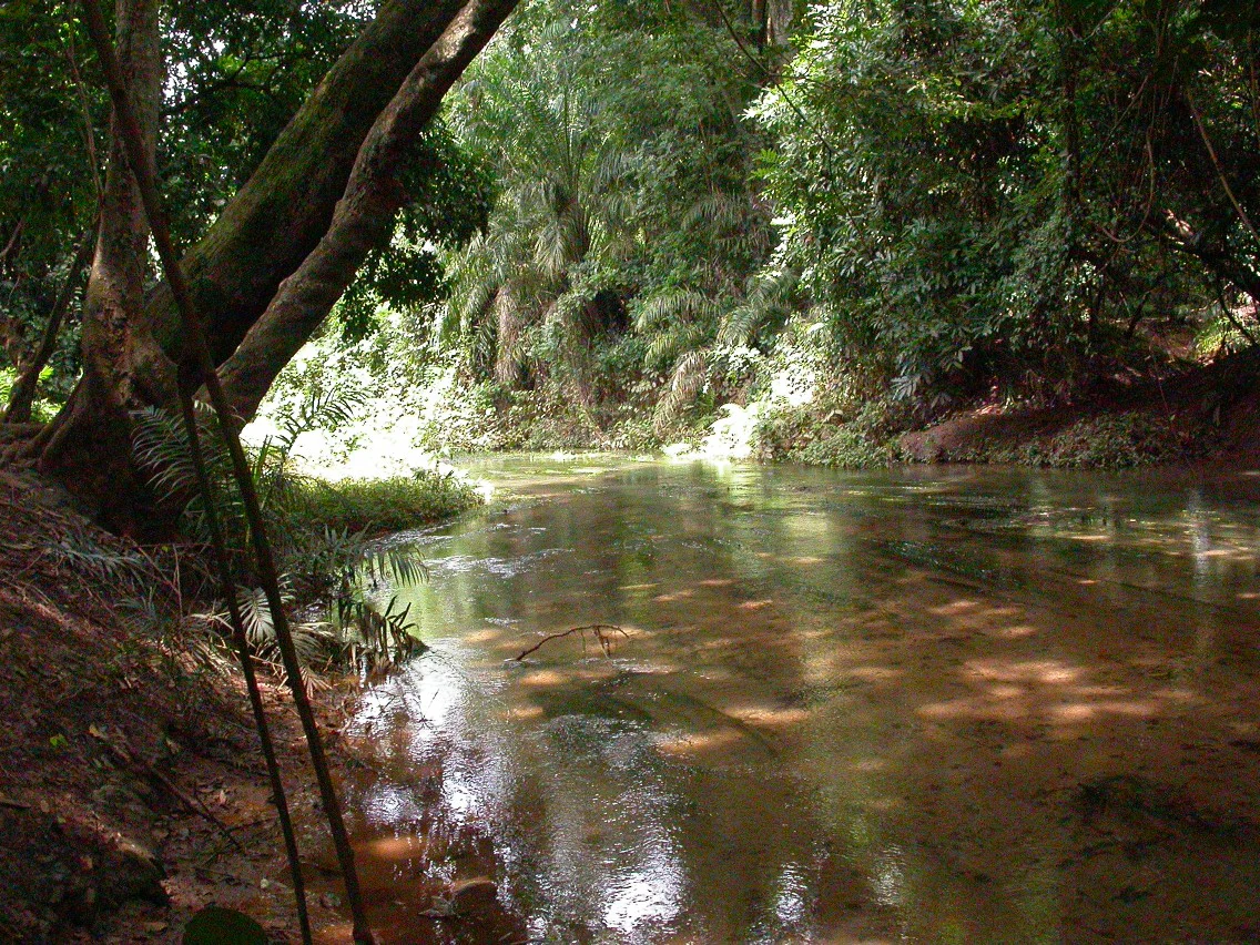 A calm river or stream flowing through a forested area, with trees lining both banks and a large tree leaning over the water on the left side, dappled sunlight reflecting on the water surface.