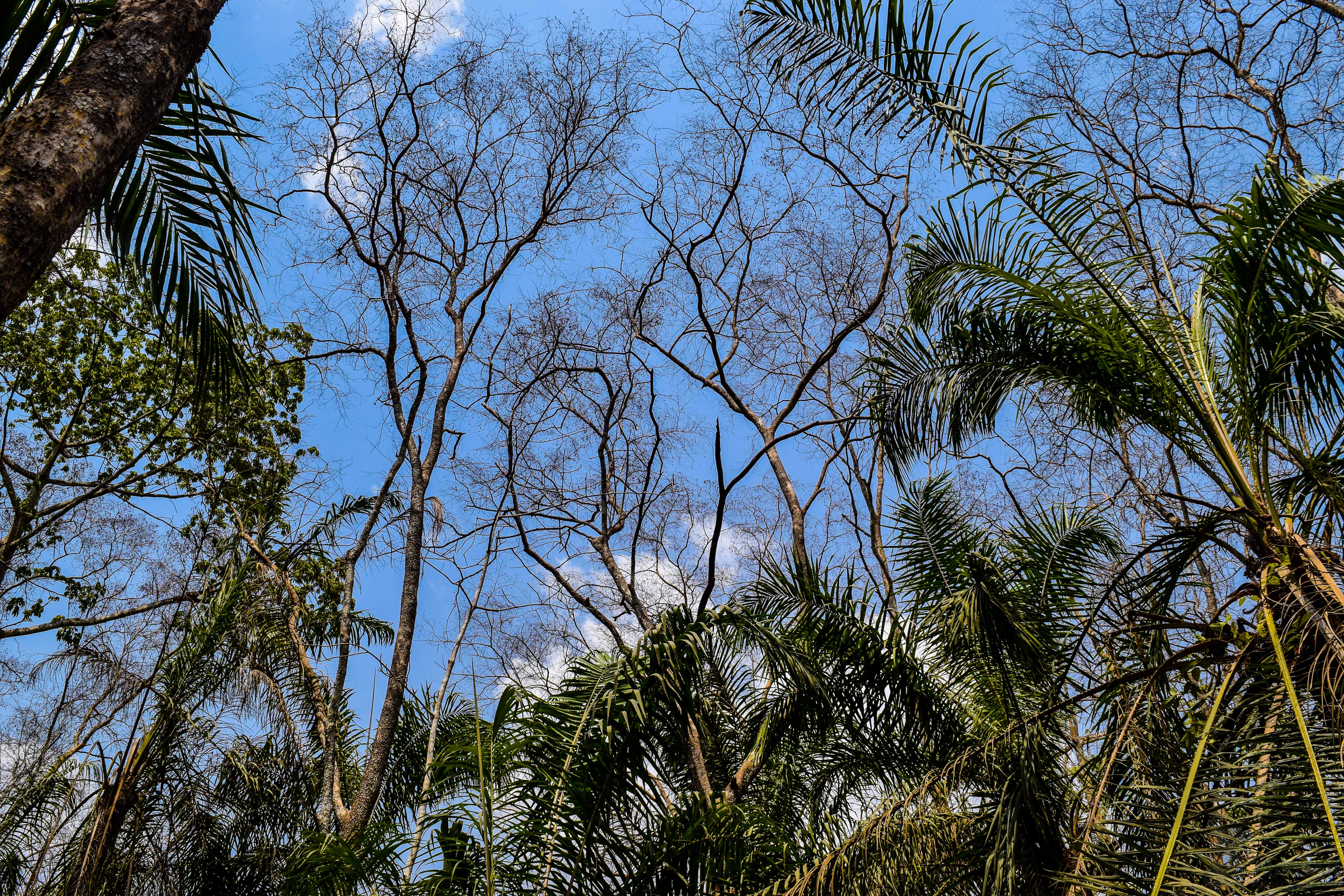 A low-angle view looking up into a canopy of trees in the Lama Forest, featuring a mix of leafless deciduous trees and lush green palms under a bright blue sky.
