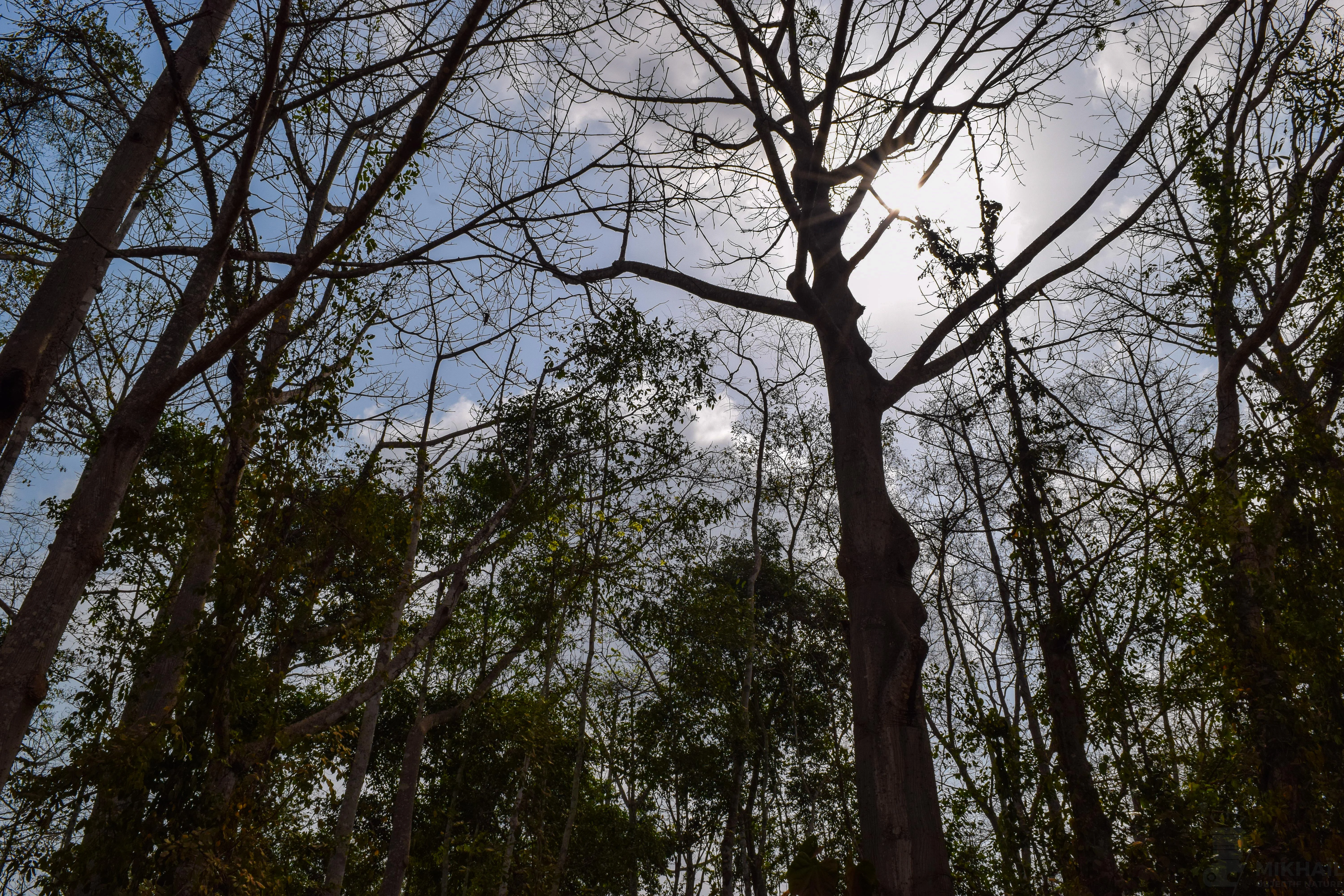 Looking upward at the bare branches of tall deciduous trees against a bright, hazy sky in the Lama Forest.