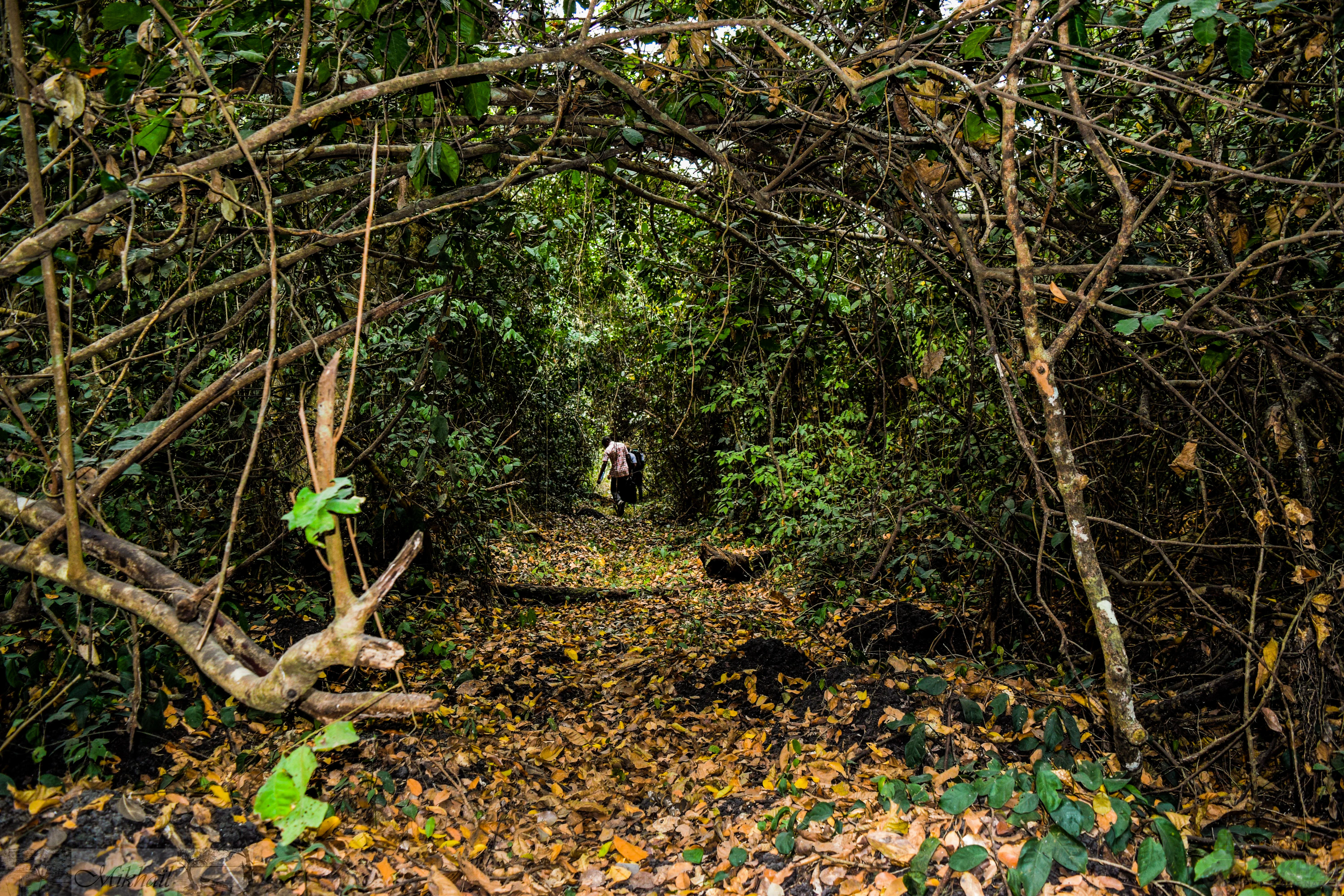 A narrow dirt trail covered in fallen leaves passes through a thick, leafy green forest tunnel in the Lama Forest.