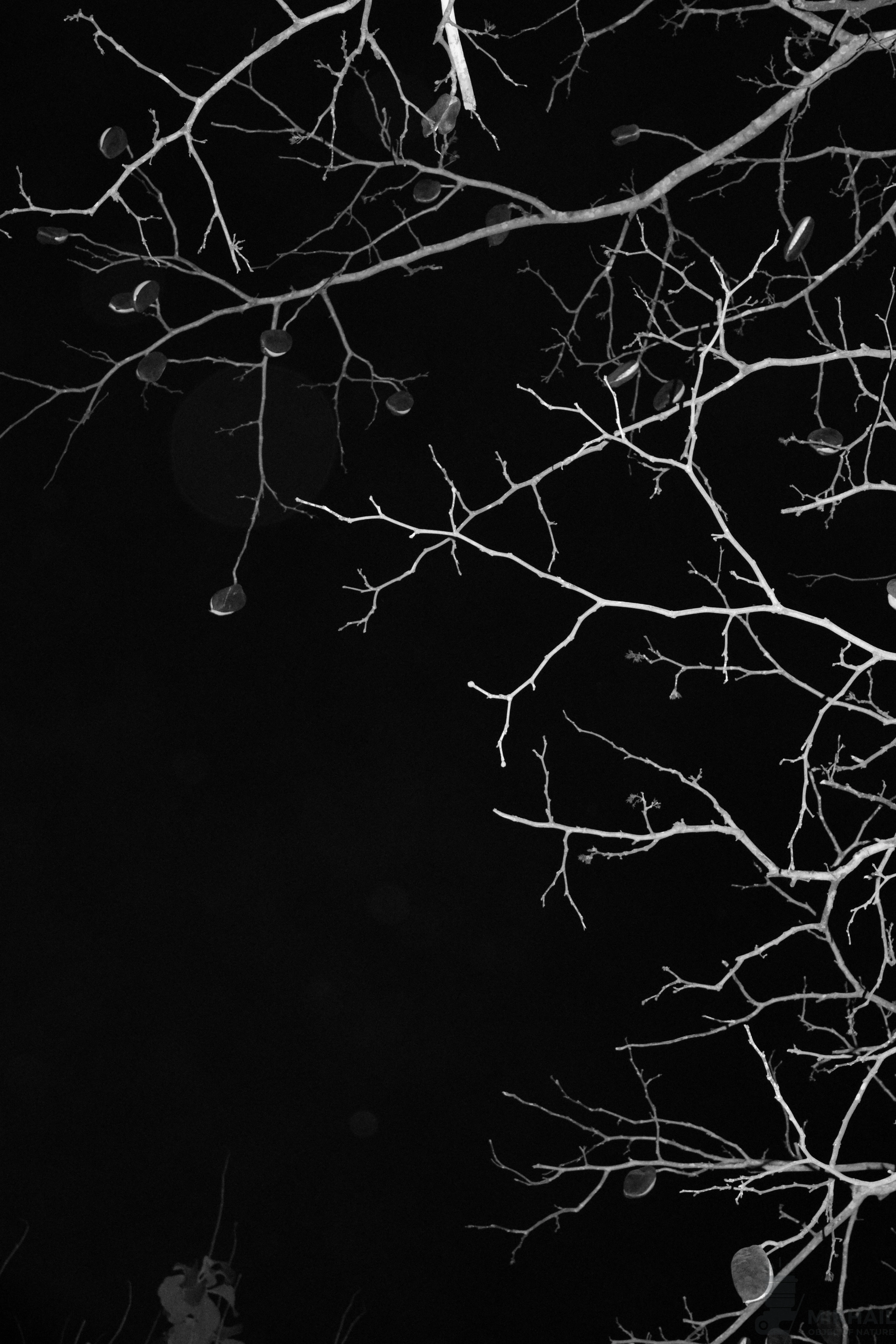 A black and white photograph of bare tree branches against a dark, featureless sky, featuring several distinct oval-shaped seed pods hanging from the twigs.