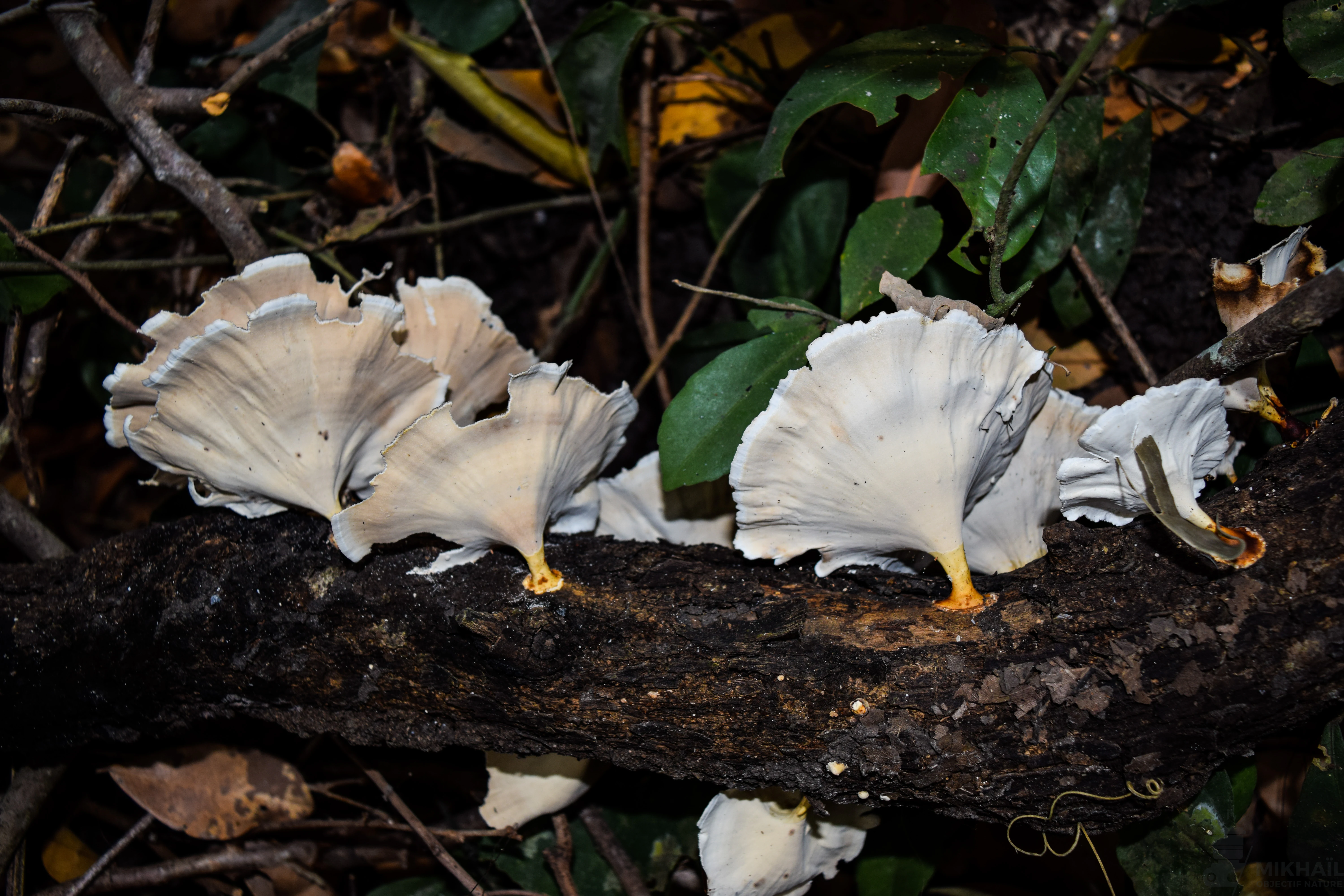 A close up view of several pale, fan shaped mushrooms growing in clusters along the side of a dark, damp tree trunk on the forest floor.