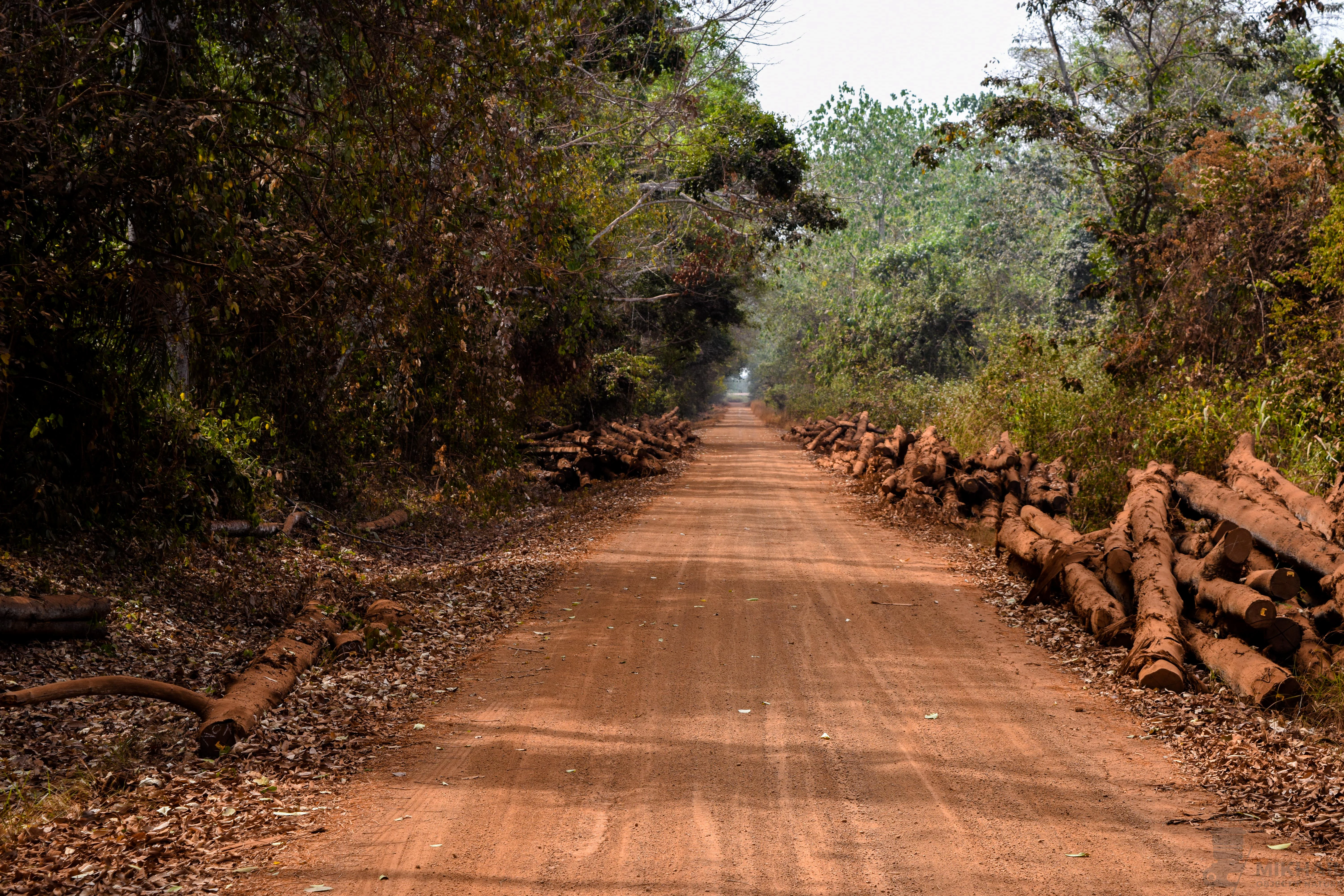 A dirt path flanked by dense forest trees with stacks of cut teak logs piled on both sides of the road.