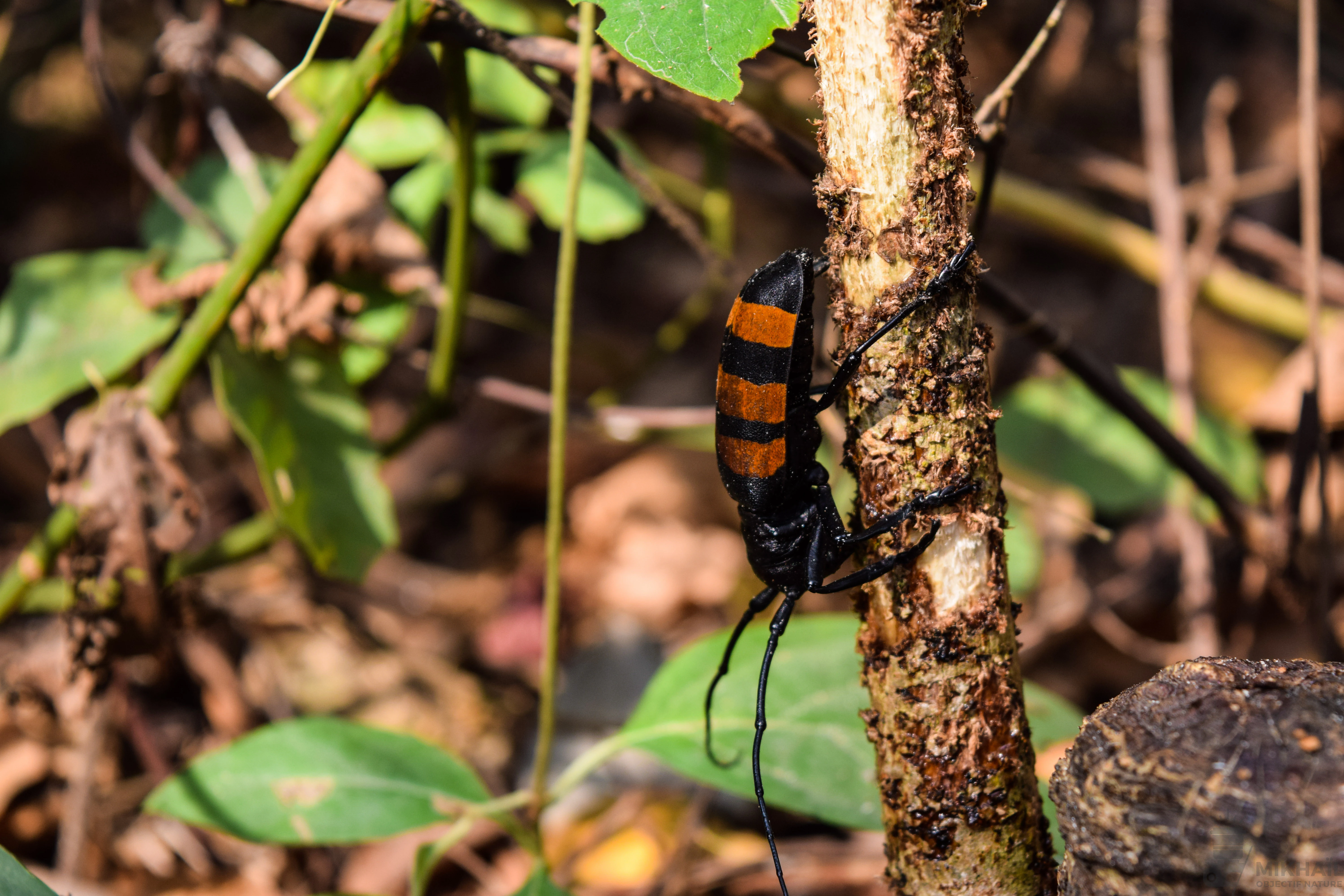 A black and orange striped beetle with long antennae climbing a thin, textured wooden stem in a forest setting.