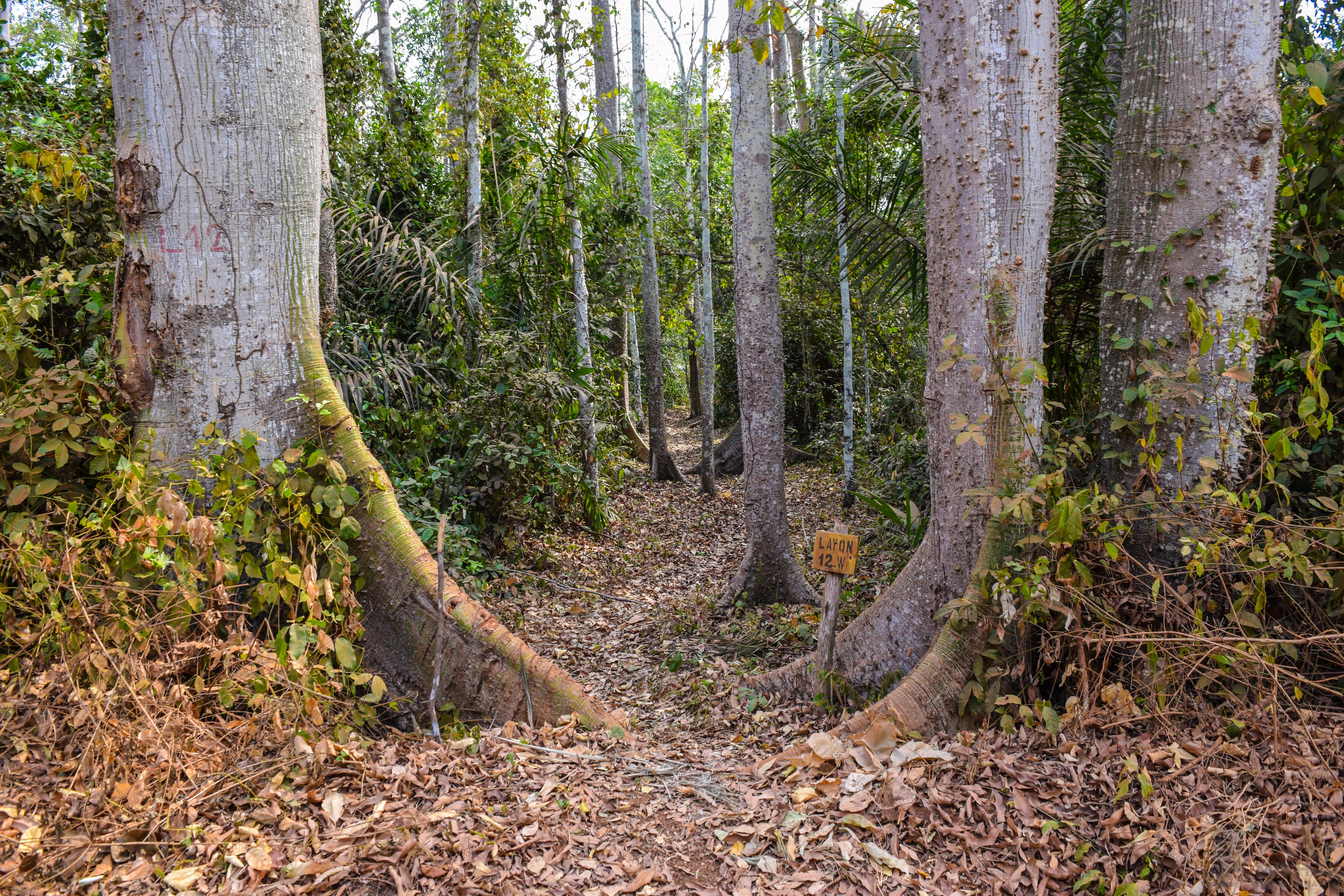 A narrow dirt trail covered in fallen leaves winds into a dense, semi-deciduous forest with large, buttressed tree trunks framing the foreground.