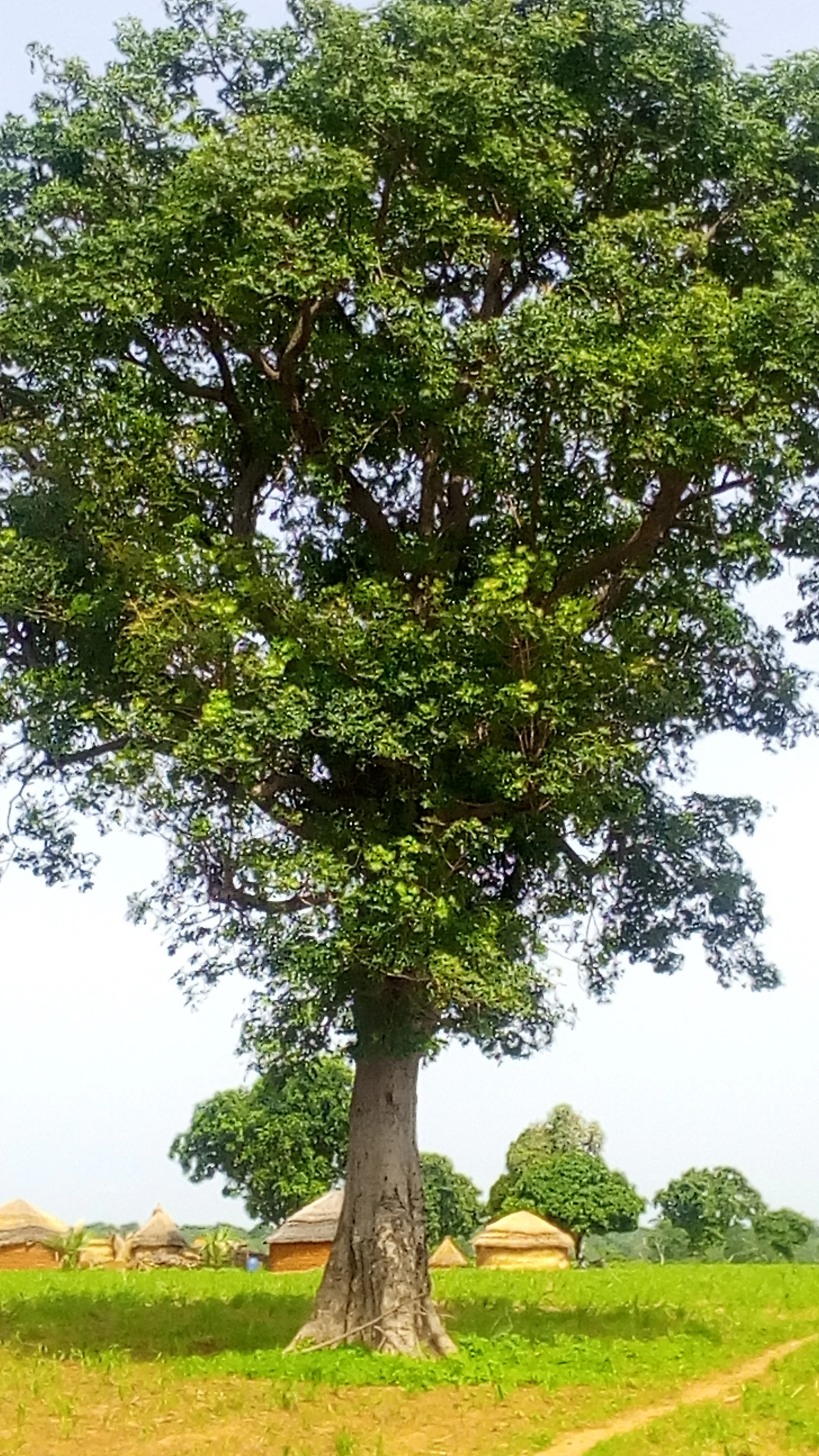 A large, mature tree with a thick trunk and a dense, wide canopy stands in a grassy savanna field with several small, thatched-roof huts in the distance.