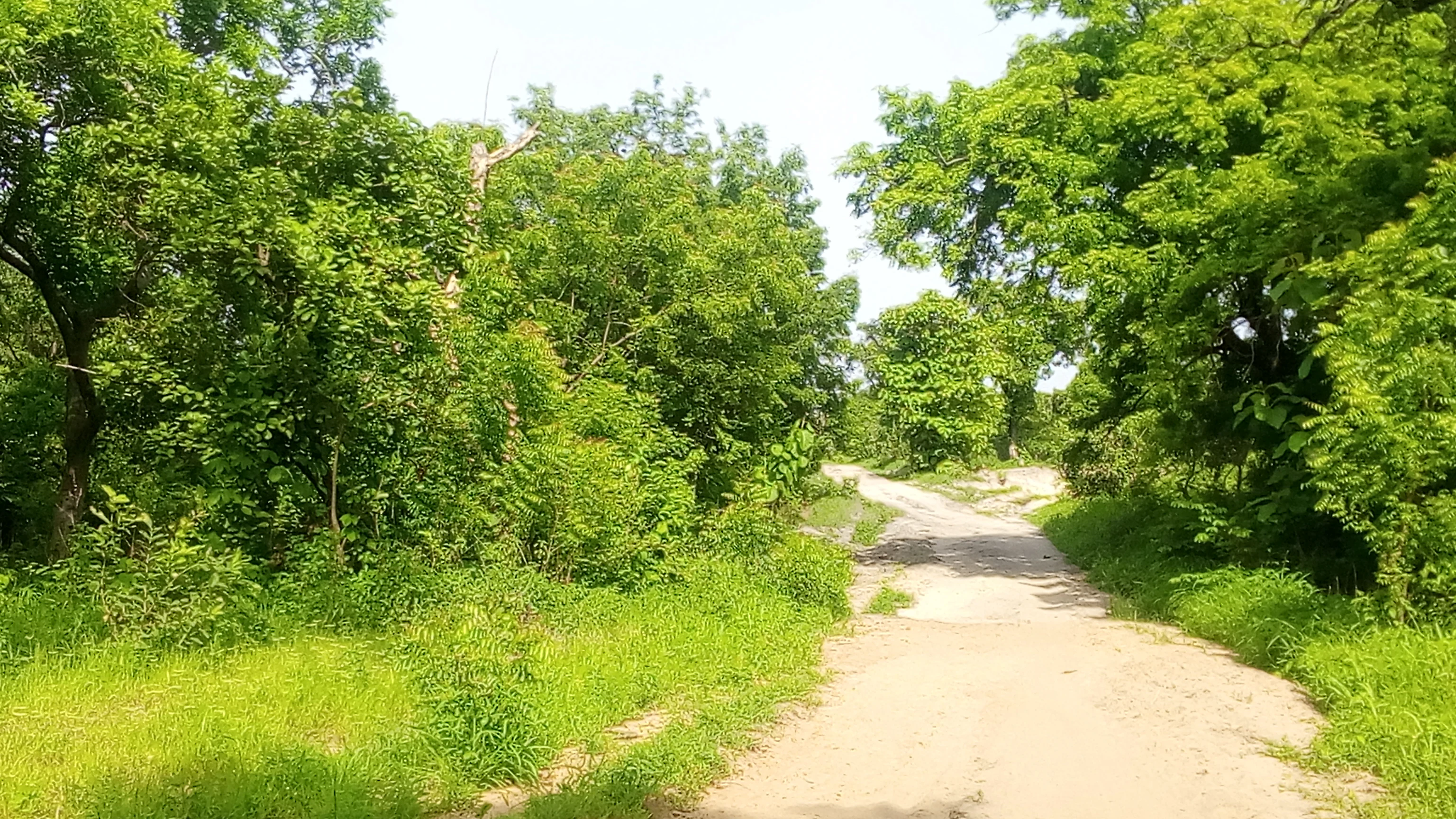 A sandy, unpaved trail leads into a dense forest with bright green trees and grassy undergrowth under a bright, overcast sky.
