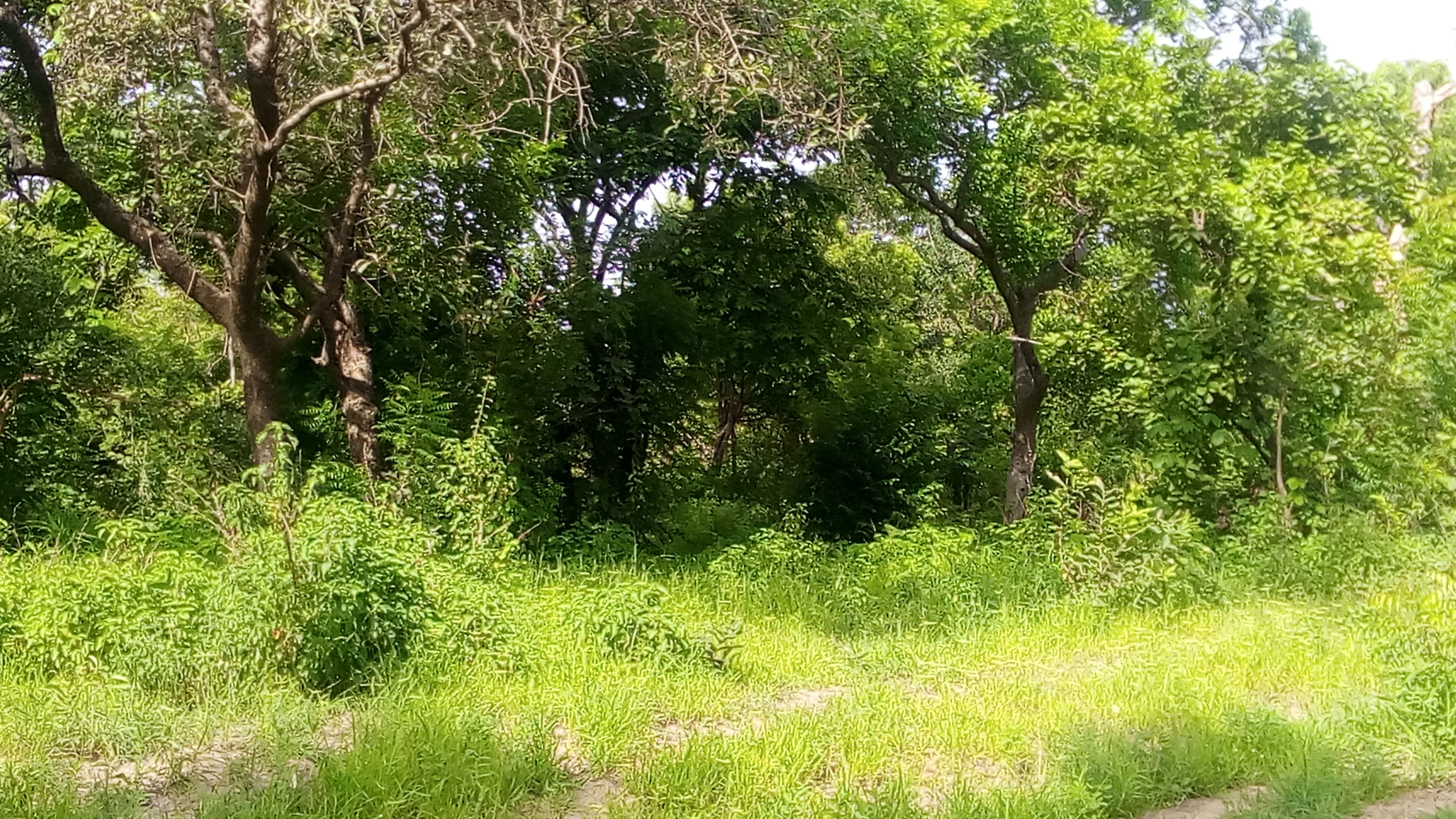 A dense green woodland savanna landscape with tall trees and thick undergrowth under sunlight.