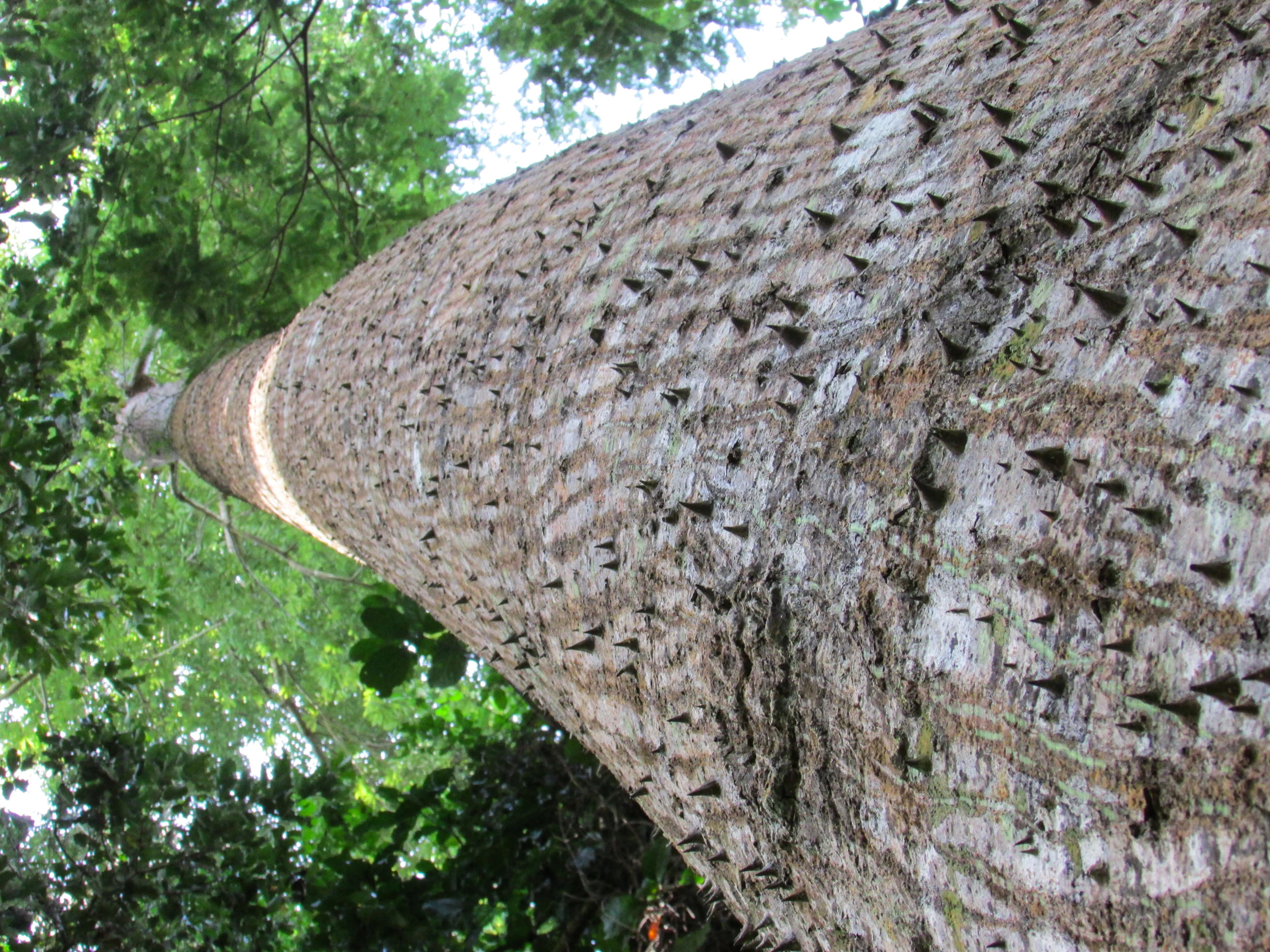 A close-up, upward-angled view of a tall, thick tree trunk with grey bark covered in prominent, sharp thorns, leading into a green forest canopy.