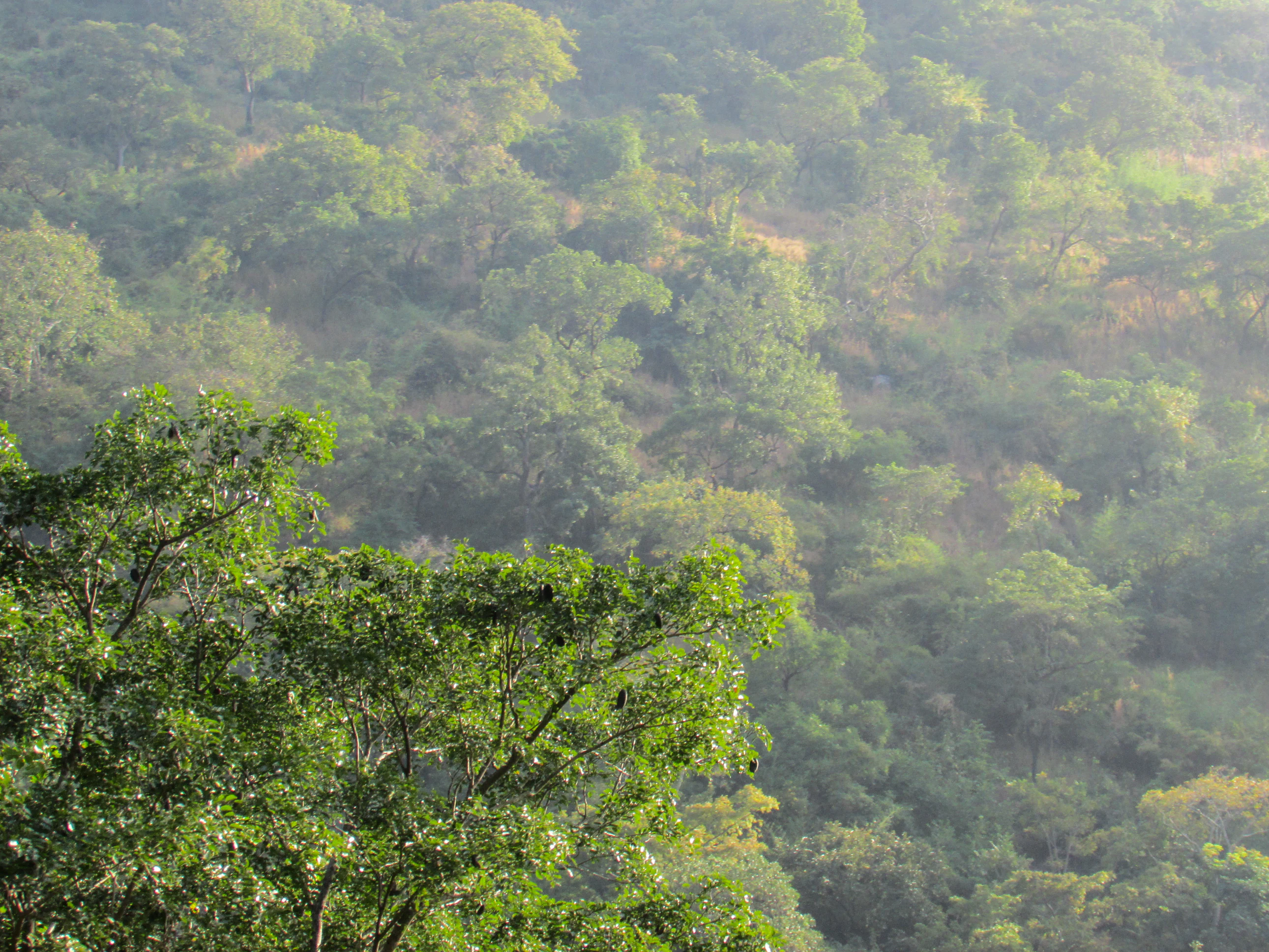 A wide, slightly hazy view of a dense, green forest covering a hillside, with a prominent tree in the immediate foreground.