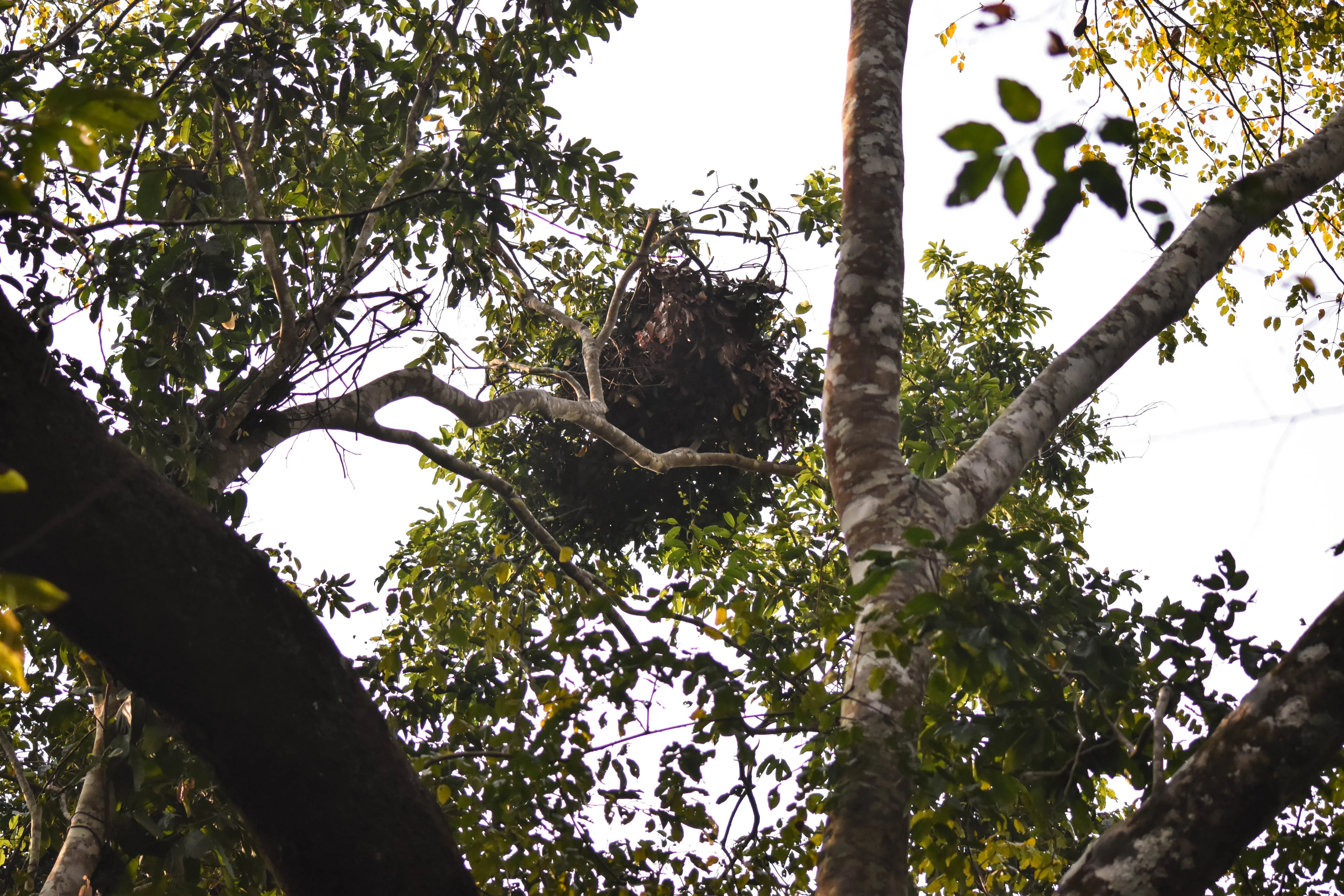 A dense bundle of leaves and twigs forming a chimpanzee nesting structure in a tree canopy, seen from below against a bright sky.