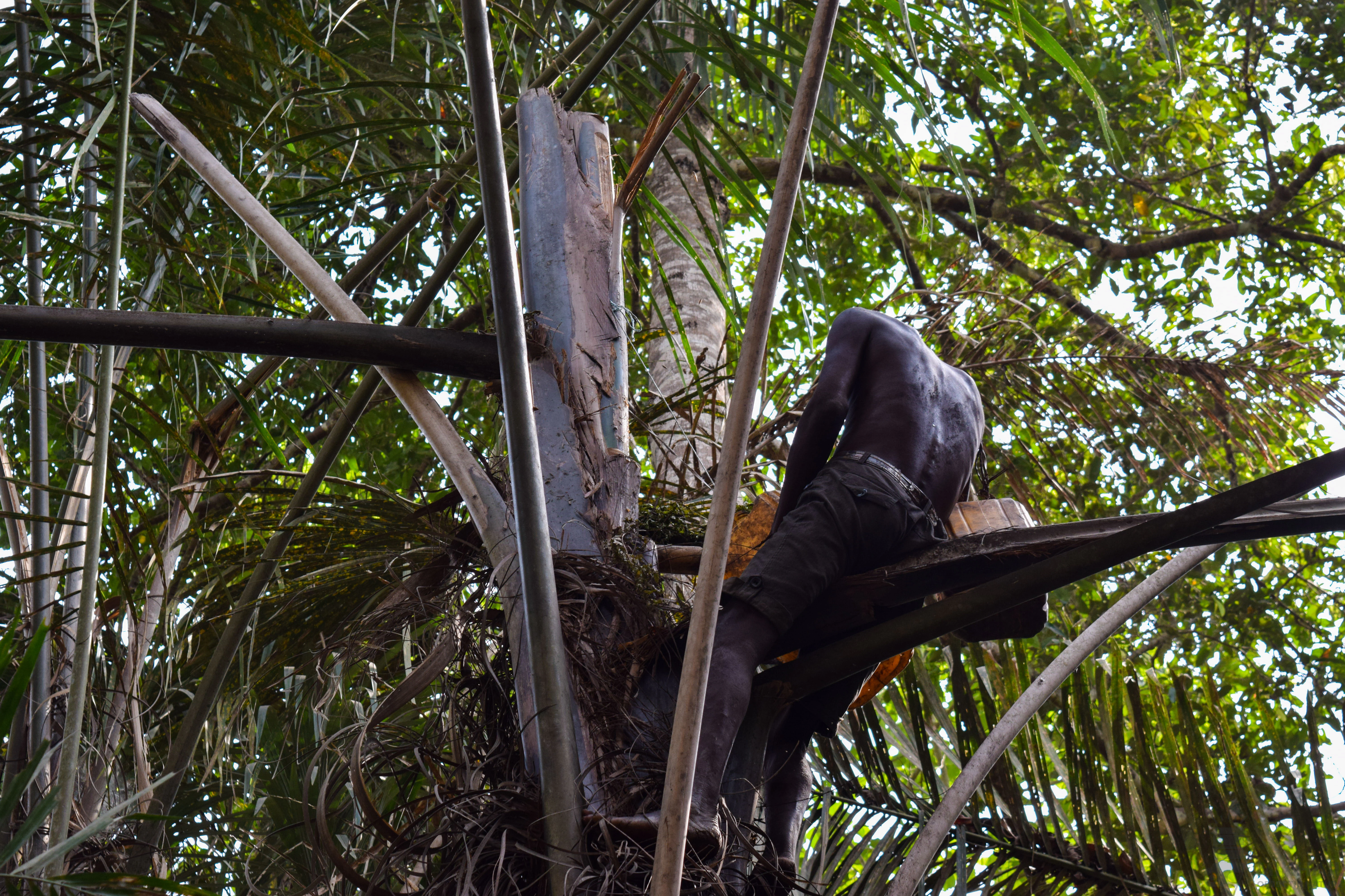A person sitting high up in a tall palm tree, using a long tool to harvest from the trunk within a dense swamp forest environment.