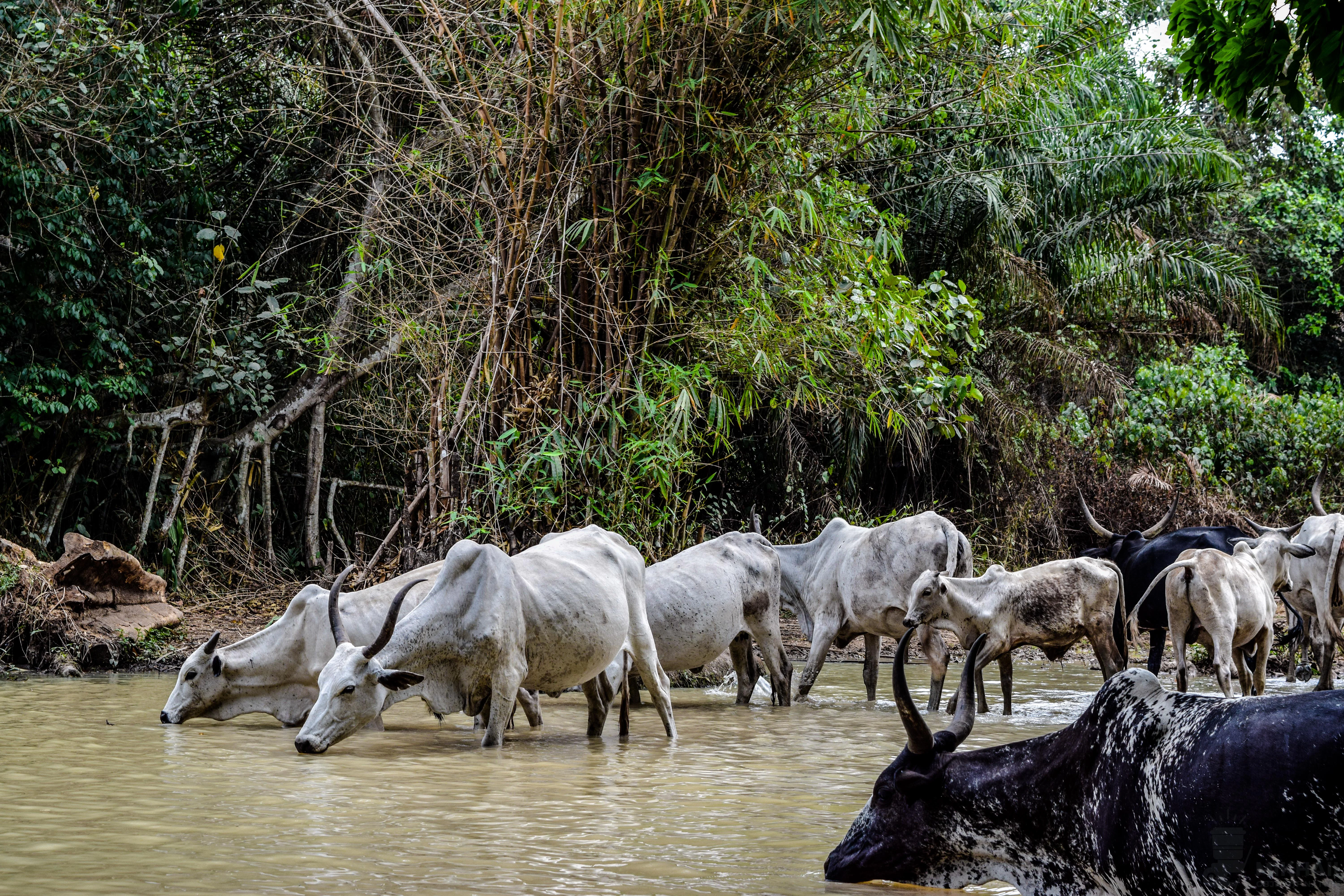 A group of zebu cattle with humped backs drinking from a shallow, muddy river in a dense, green forest.