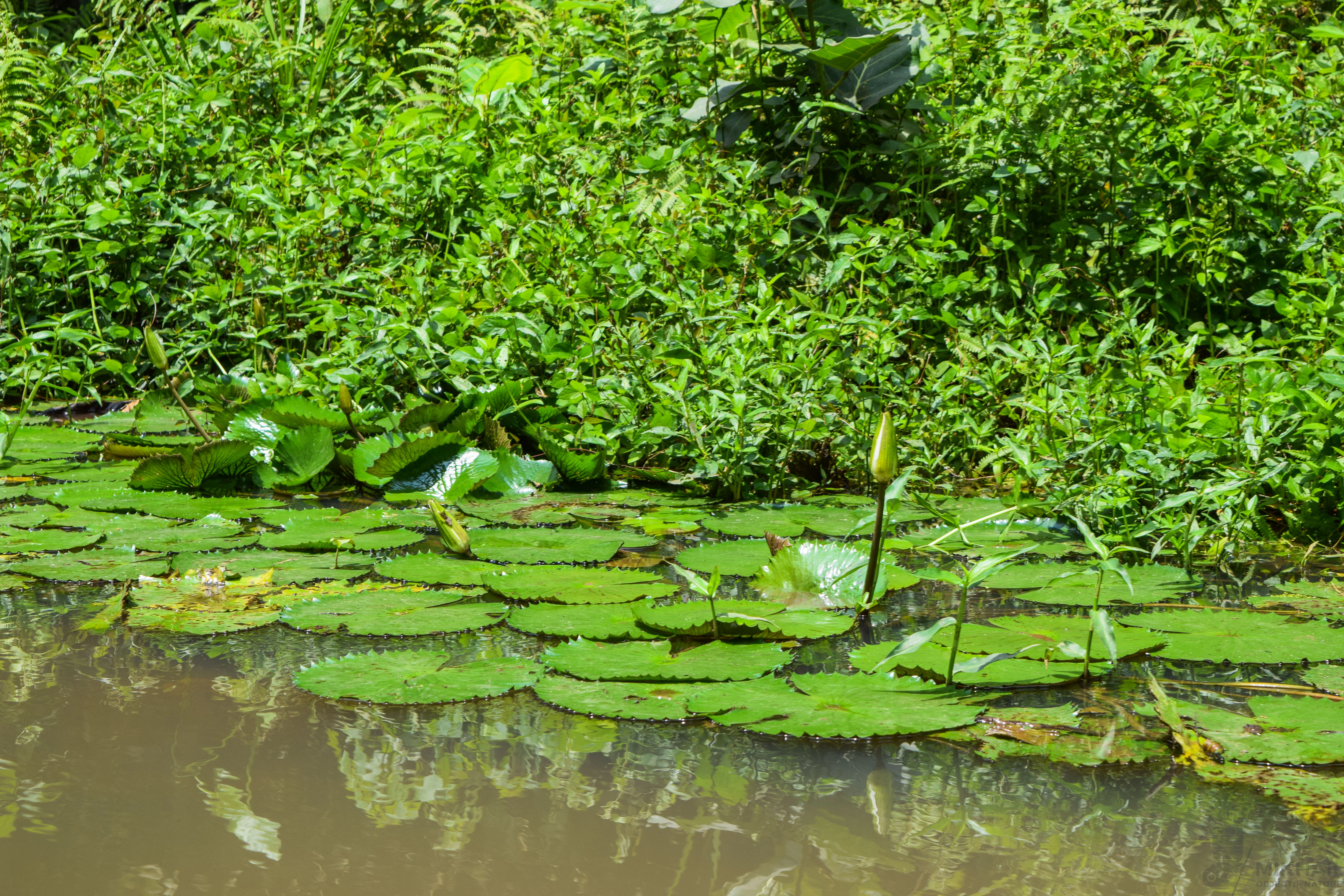 A close up view of green water lily pads floating on murky water near a lush, dense green riverbank.