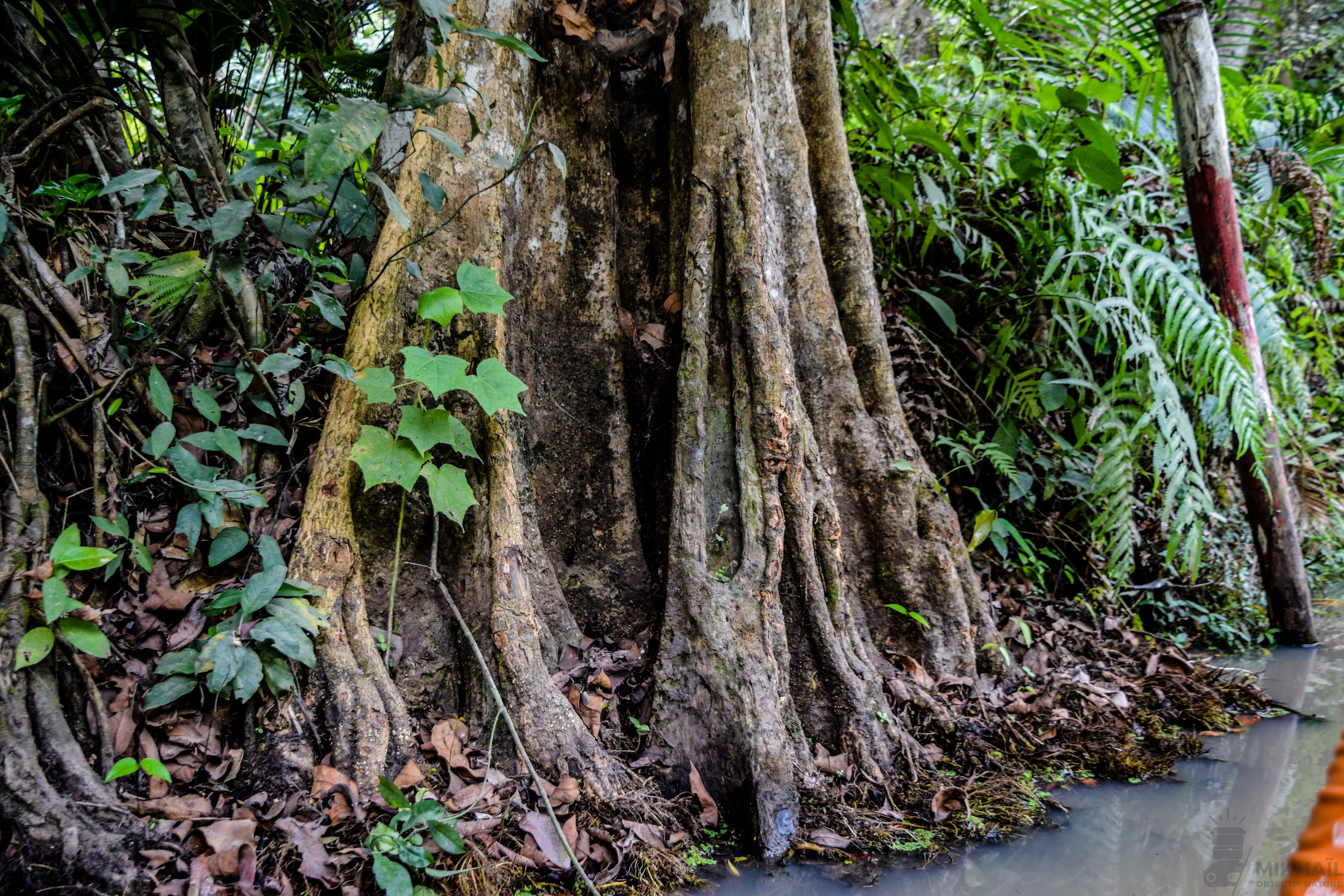 A close up view of the thick, buttressed trunk of a large tree rising from the edge of a stream in a swamp forest, surrounded by green undergrowth.