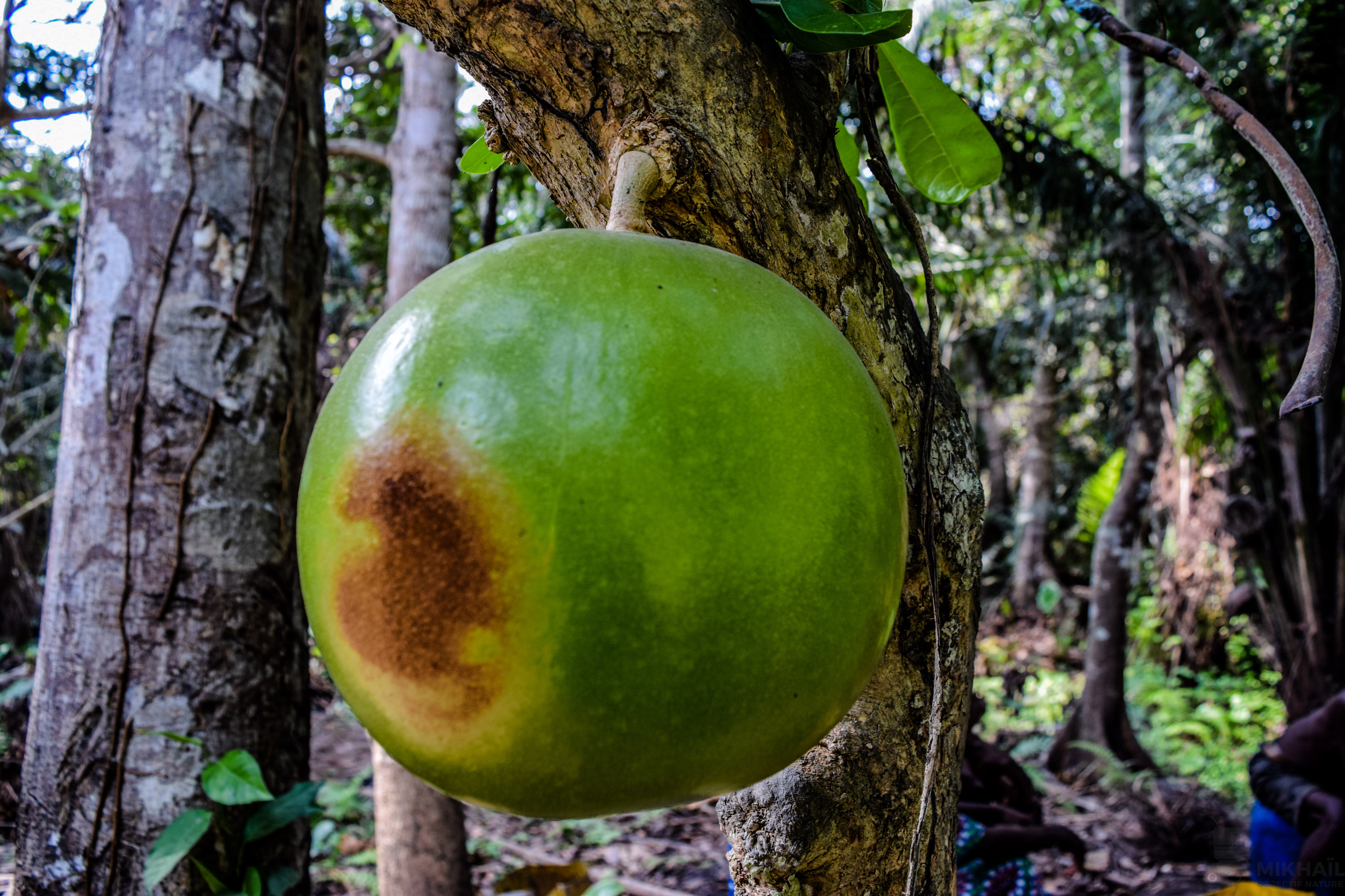A close-up shot of a large, smooth green calabash fruit hanging from a tree trunk, with a brown patch on its side, set against a background of forest vegetation.