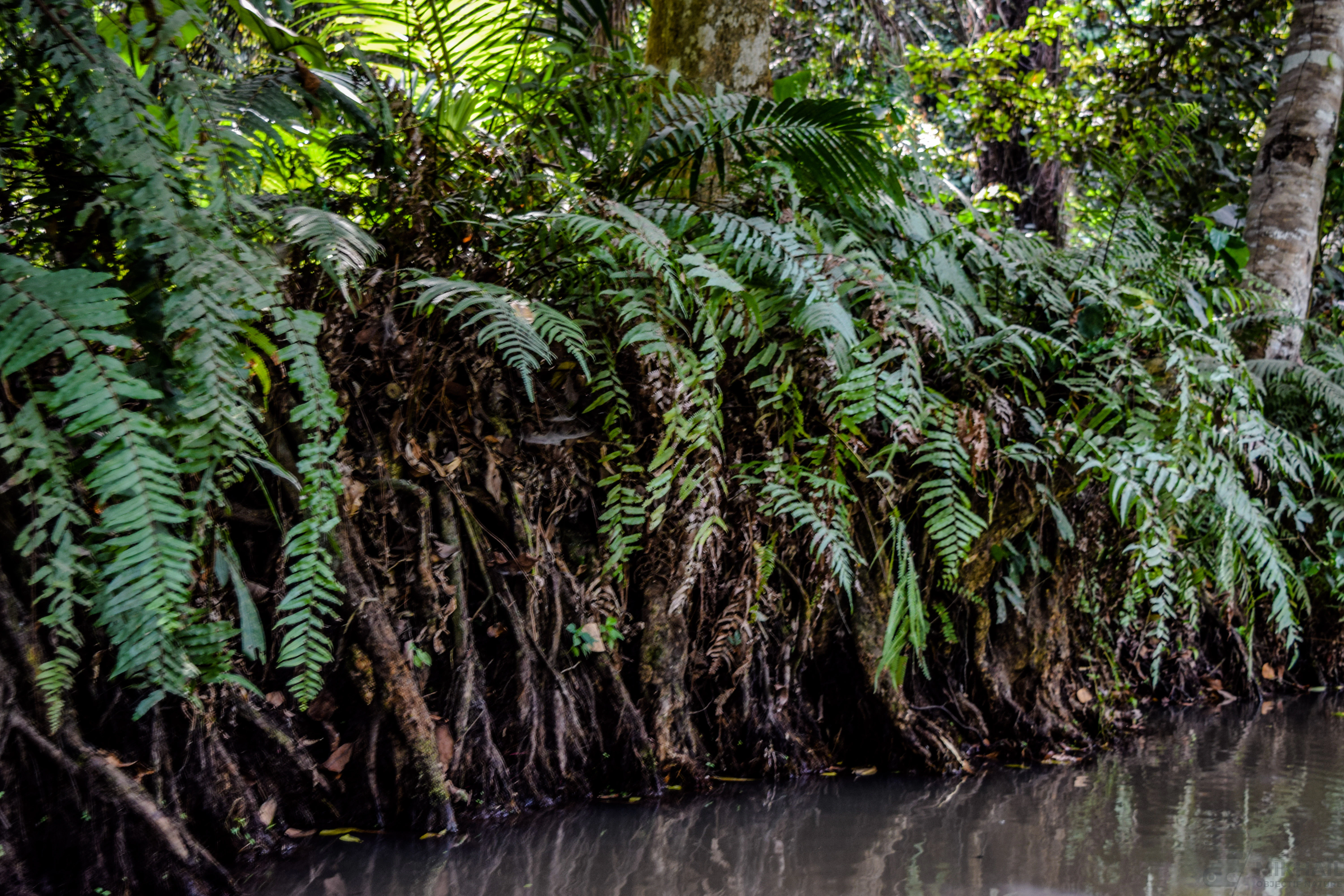 A close view of green ferns growing on tangled stilt roots over dark, calm water in a swamp forest.
