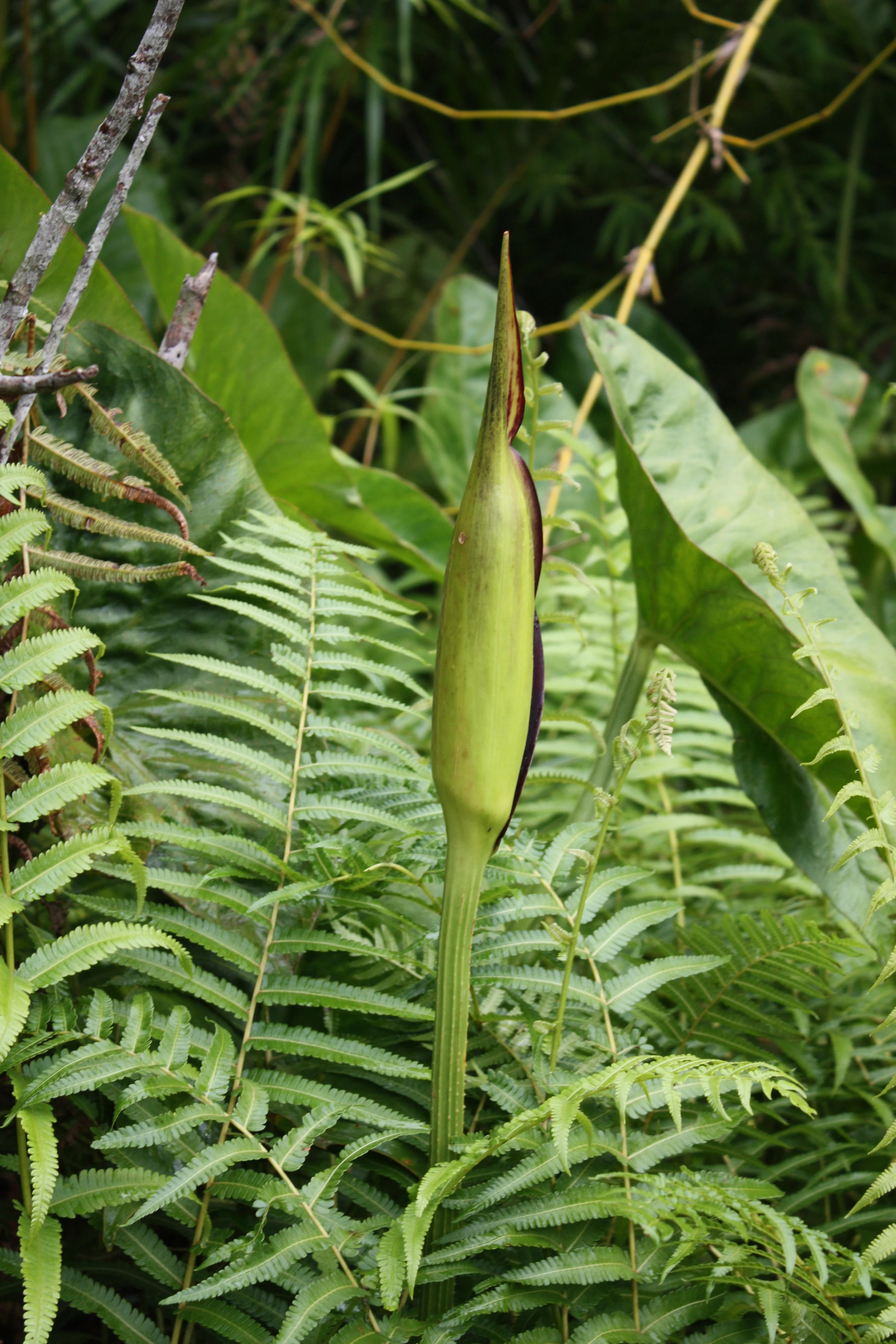 A close up vertical shot of a tall, green, pointed bud of a Lasimorpha senegalensis plant, surrounded by lush green ferns and broad leaves in a forest environment.