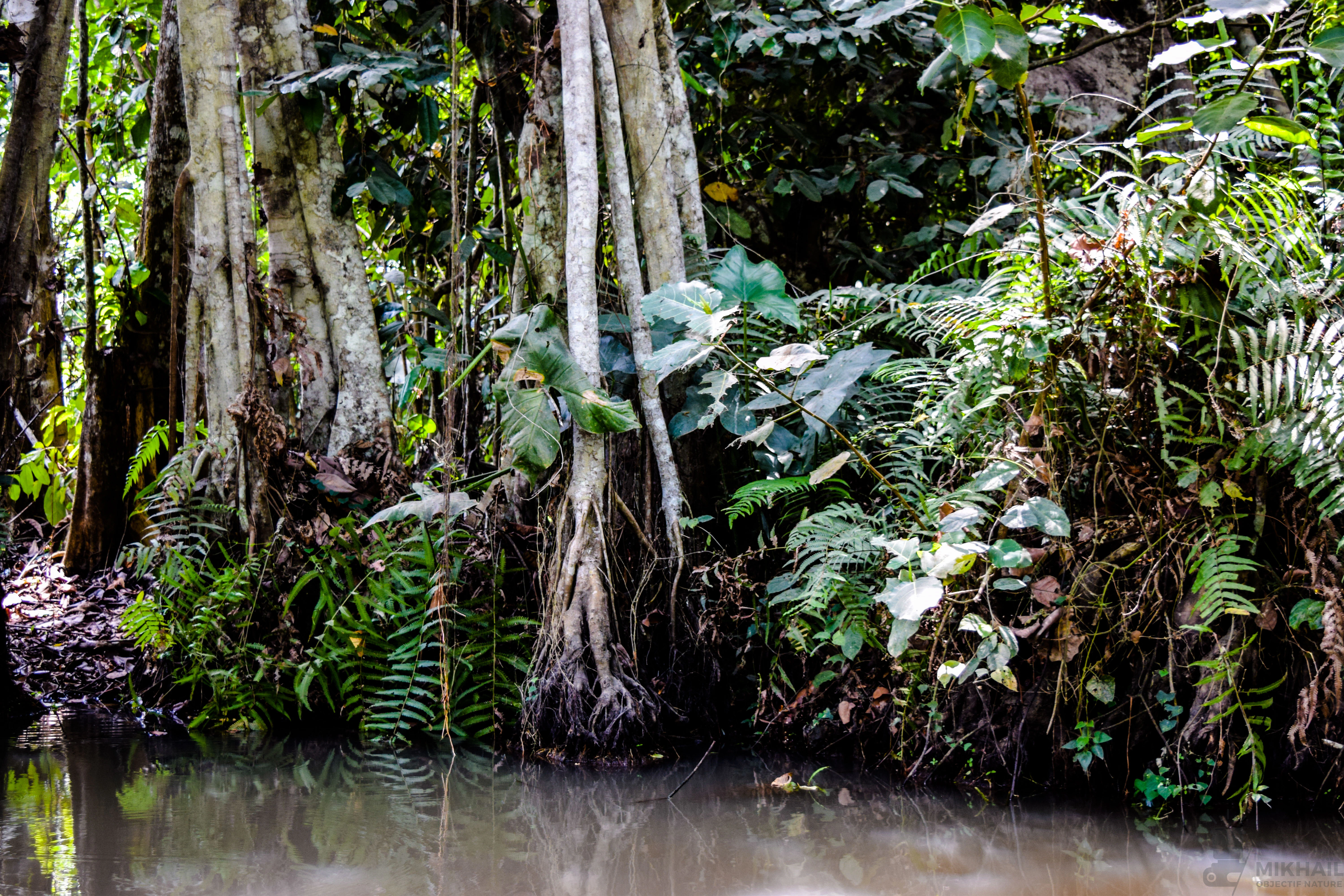 Dense tropical trees with exposed roots growing along a dark swamp water channel, surrounded by lush green ferns and foliage.