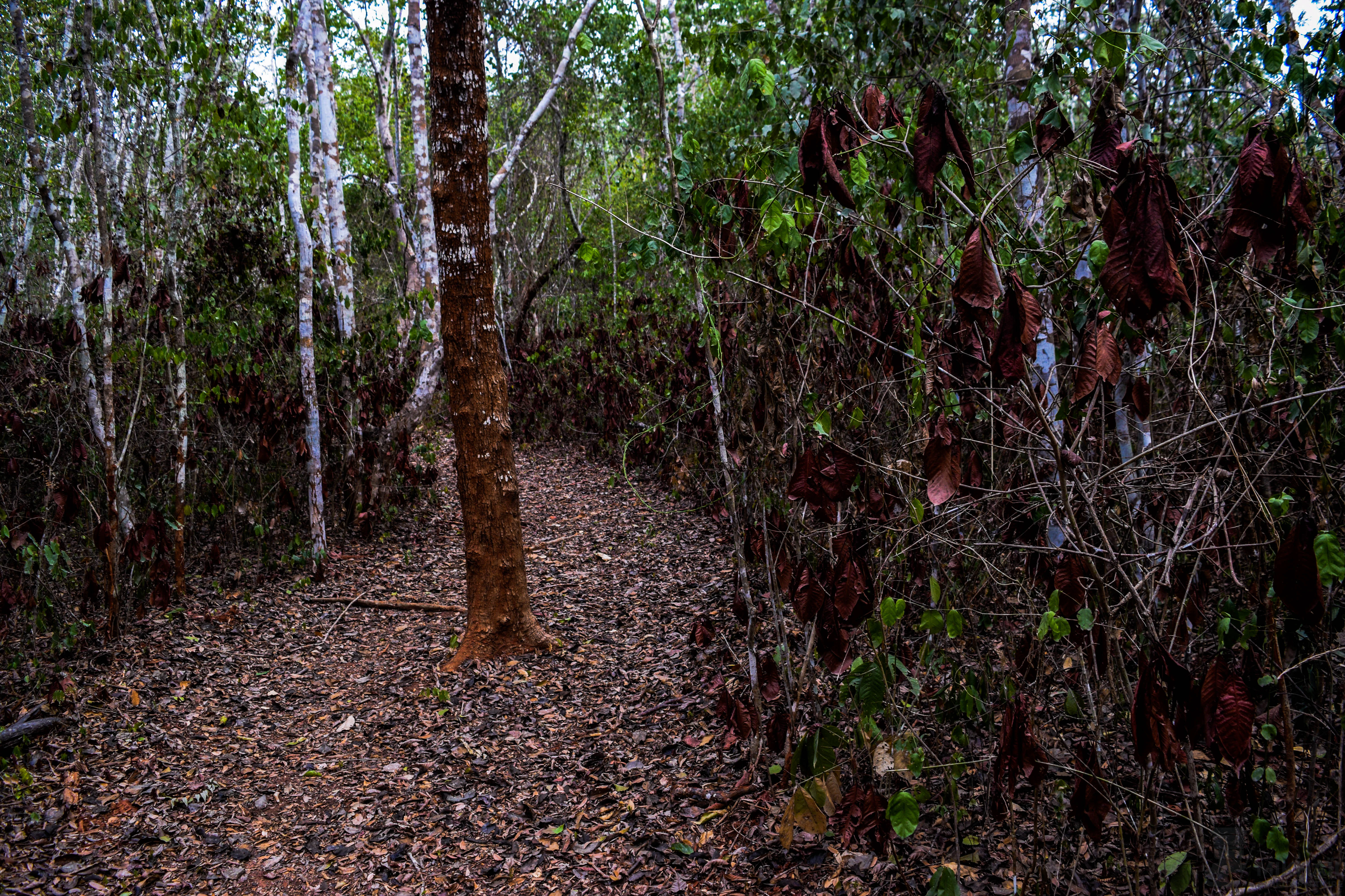 A dirt hiking path leading through a dense forest with trees and dry, brown foliage lining both sides.