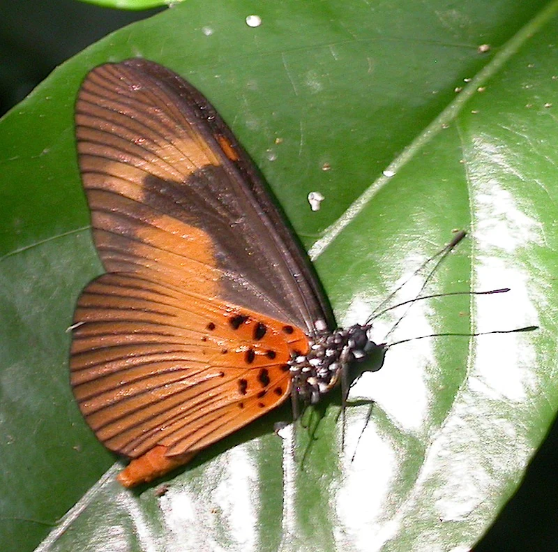 A close up view of an Acraea epaea butterfly with orange and black patterned wings resting on a smooth green leaf.