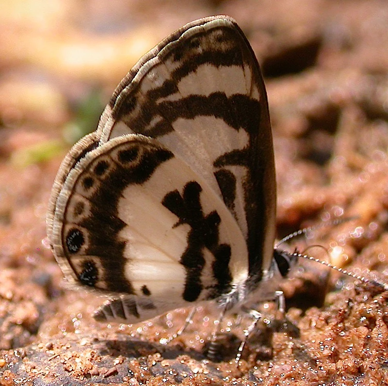 A close-up view of an Azanus isis butterfly resting on damp, reddish-brown soil, showing its patterned cream and dark brown wings.