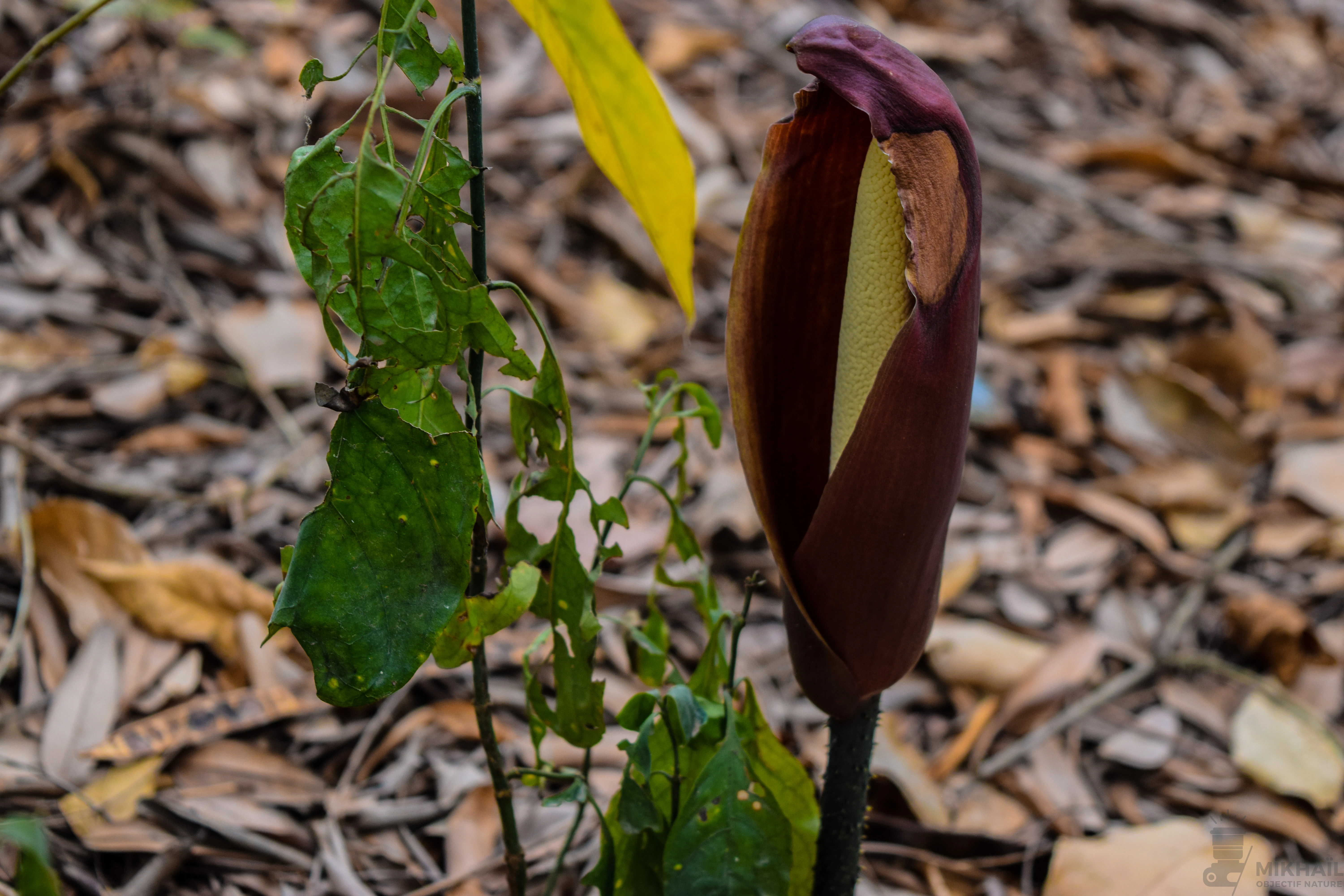 Close up of a dark purple spadix flower standing above dry leaf litter in a forest.