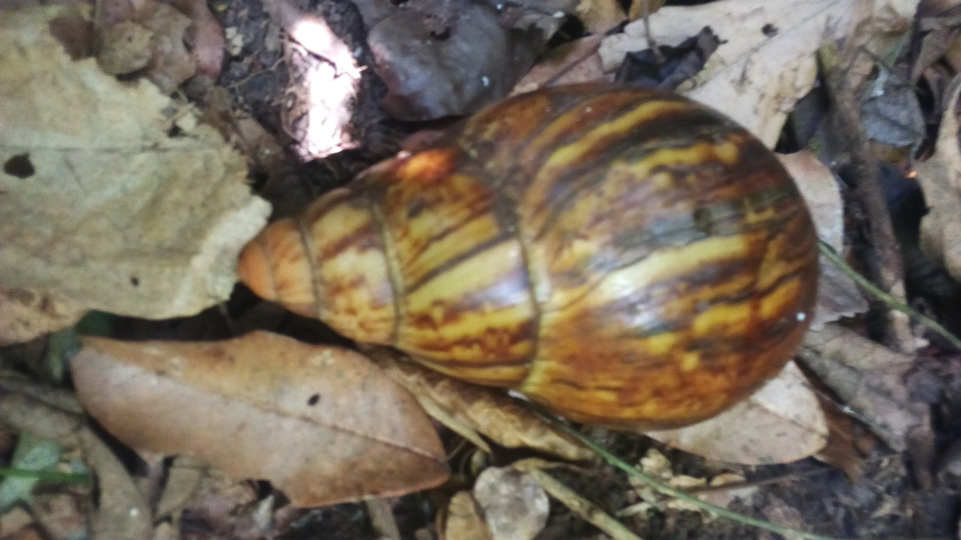 A close-up shot of a large brown and tan patterned snail shell lying among fallen leaves on the ground.