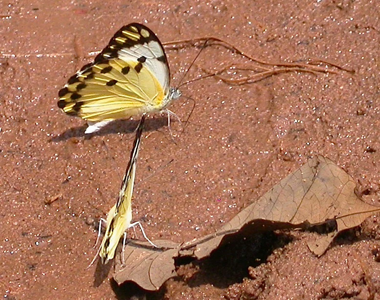Two Belanois calypso butterflies shown mating while resting on reddish-brown soil next to a dried leaf.