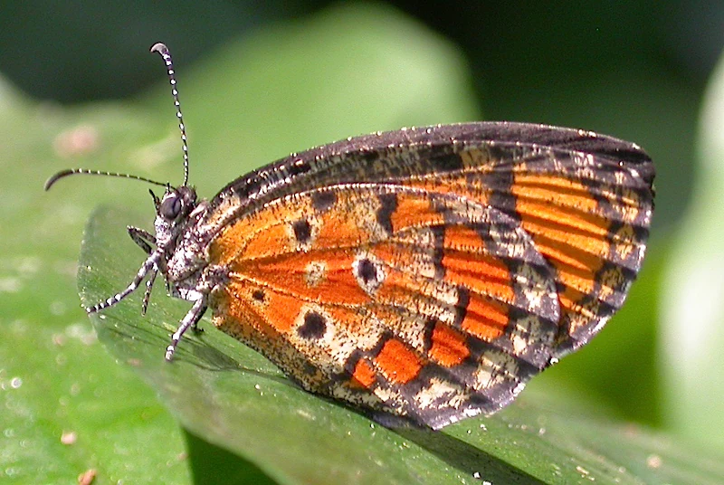 A close up view of a Mimeresia libentina butterfly with orange and black patterned wings, perched on a green leaf.