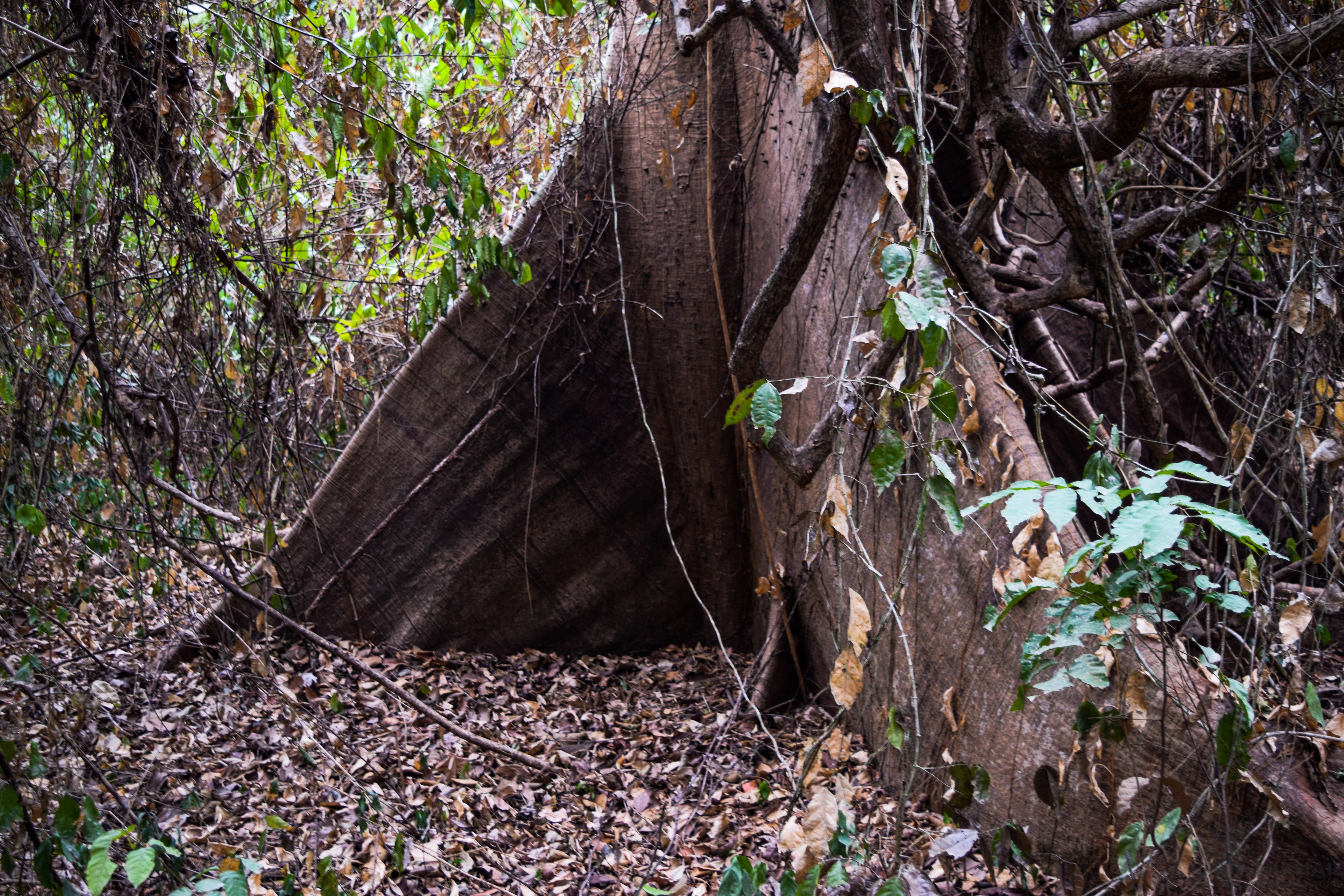 A close up view of a large tree with wide, triangular buttress roots extending into the forest floor, covered in dried leaves and surrounded by dense tropical vegetation.