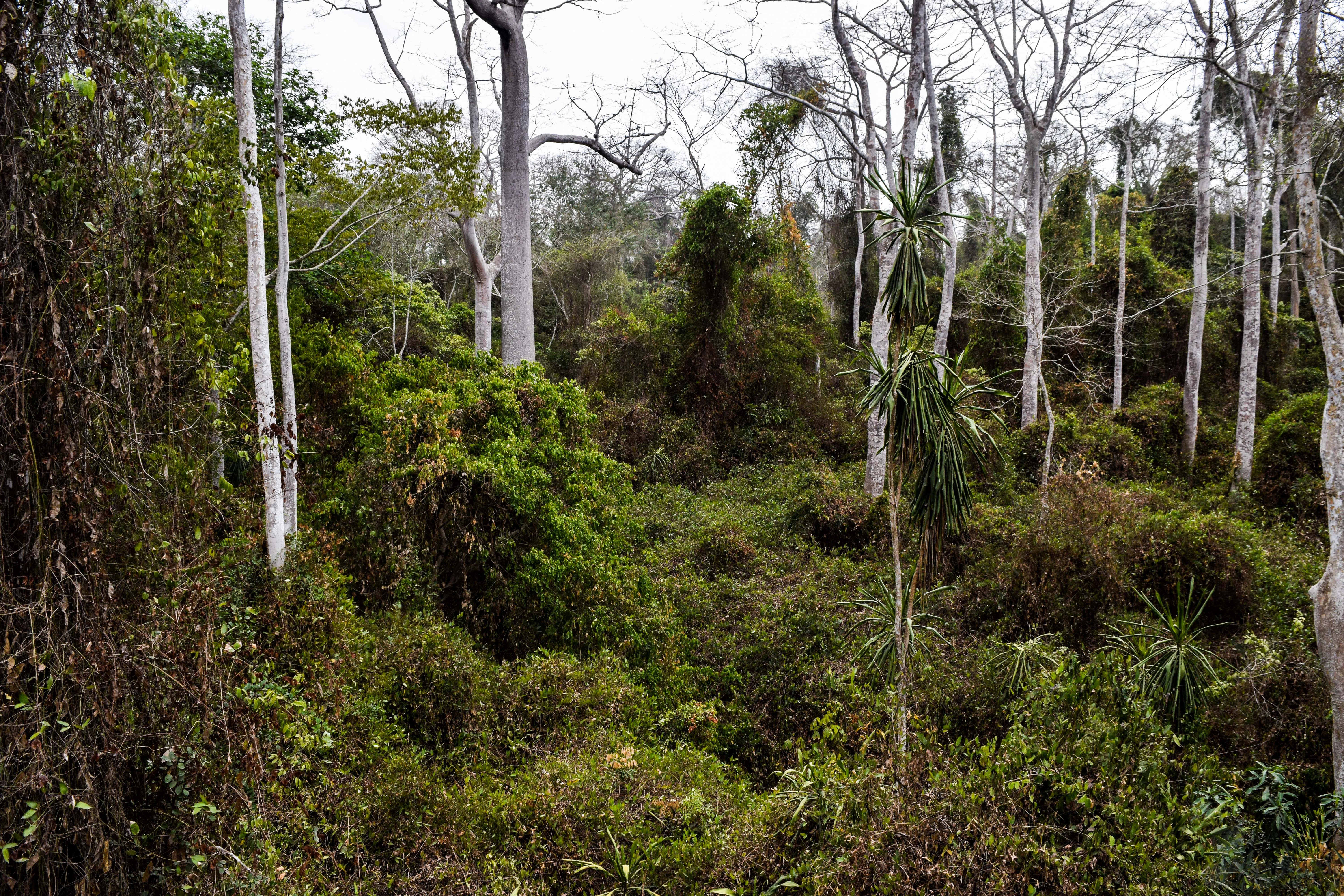A dense forest interior featuring tall, pale-barked canopy trees rising above thick green undergrowth and climbing vines.