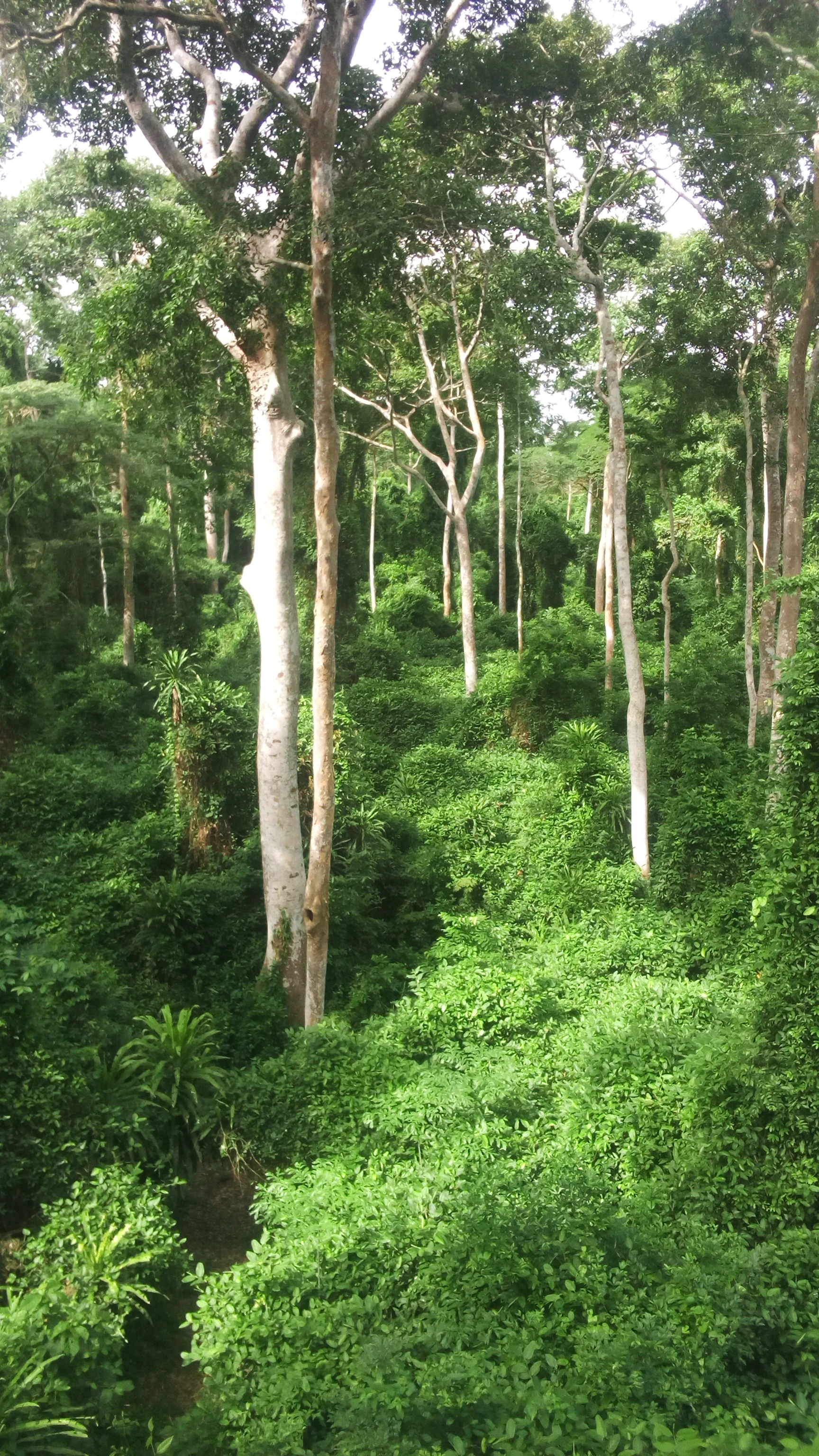 A high angle view looking down into a dense, lush green forest featuring several tall, pale-barked Iroko trees rising above the thick understory foliage.