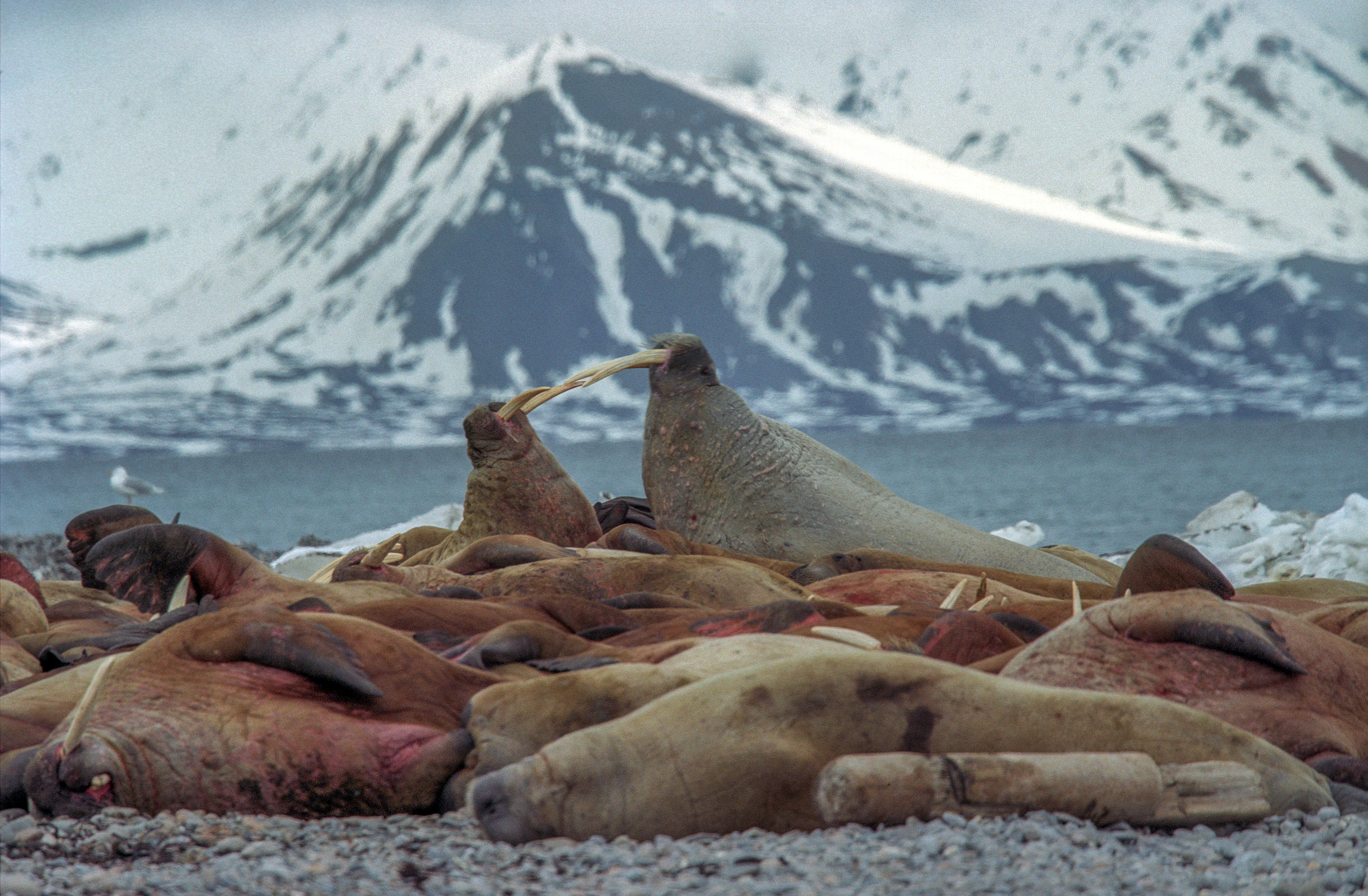 Numerous walruses lying on a gravel shore with a snow-covered mountain and water in the background