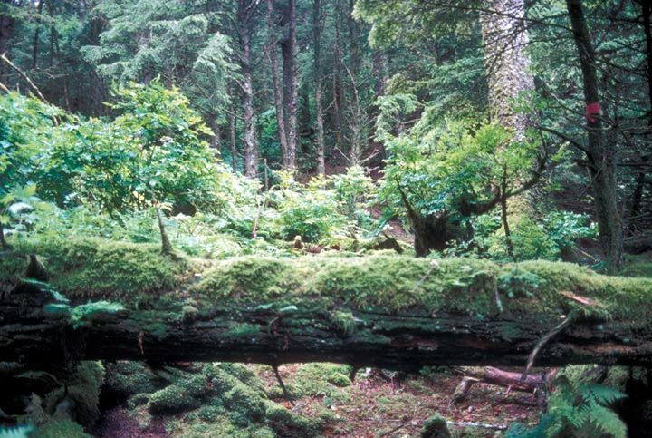 A fallen tree trunk covered in thick green moss lying horizontally across the foreground of a dense, lush, old-growth temperate forest in Alaska.