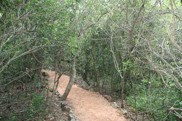 Sendero de tierra rodeado de árboles densos y maleza en una zona boscosa