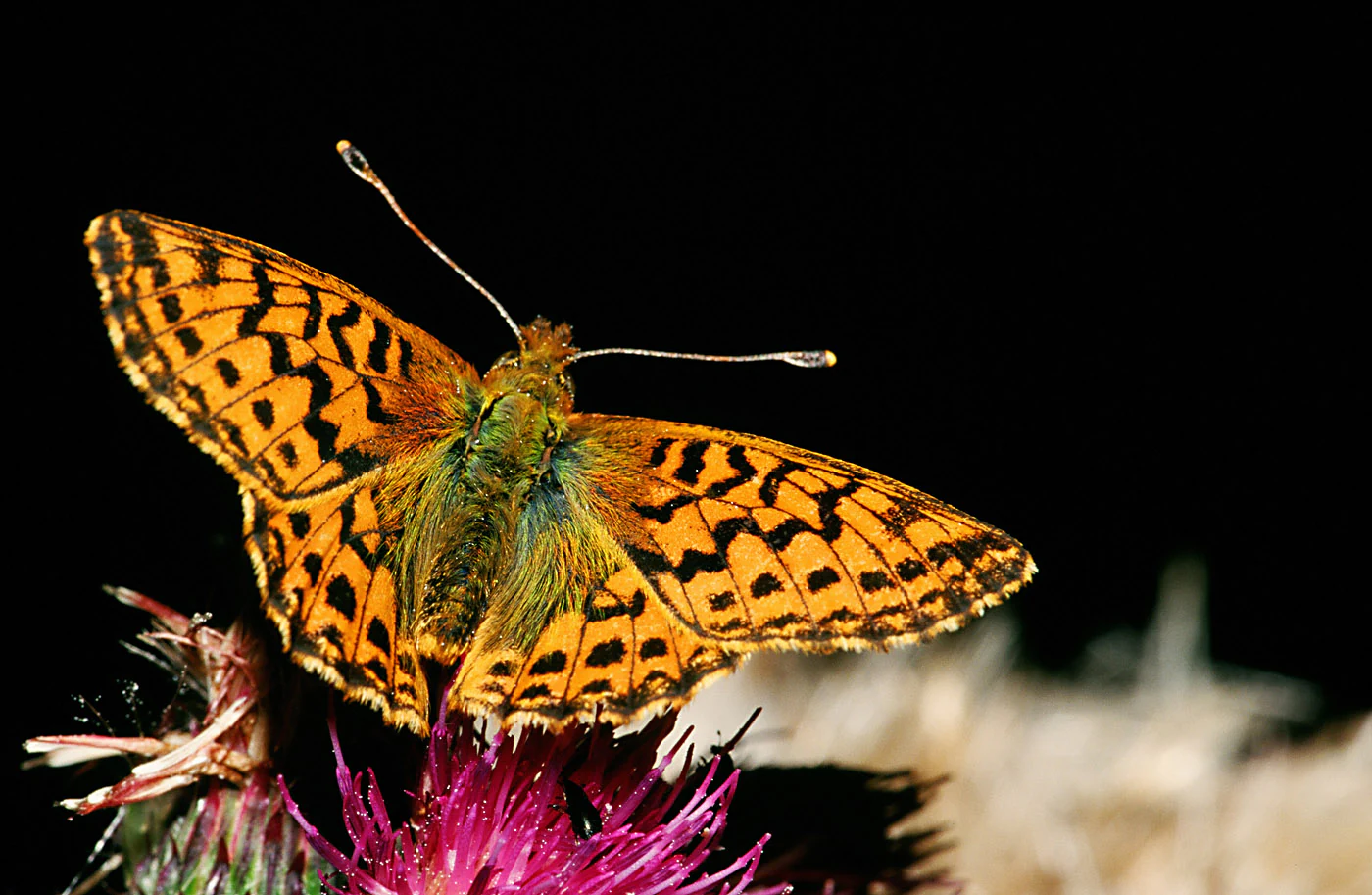 A close-up view of an orange and black Cranberry Fritillary butterfly perched on a vibrant purple flower against a dark background.