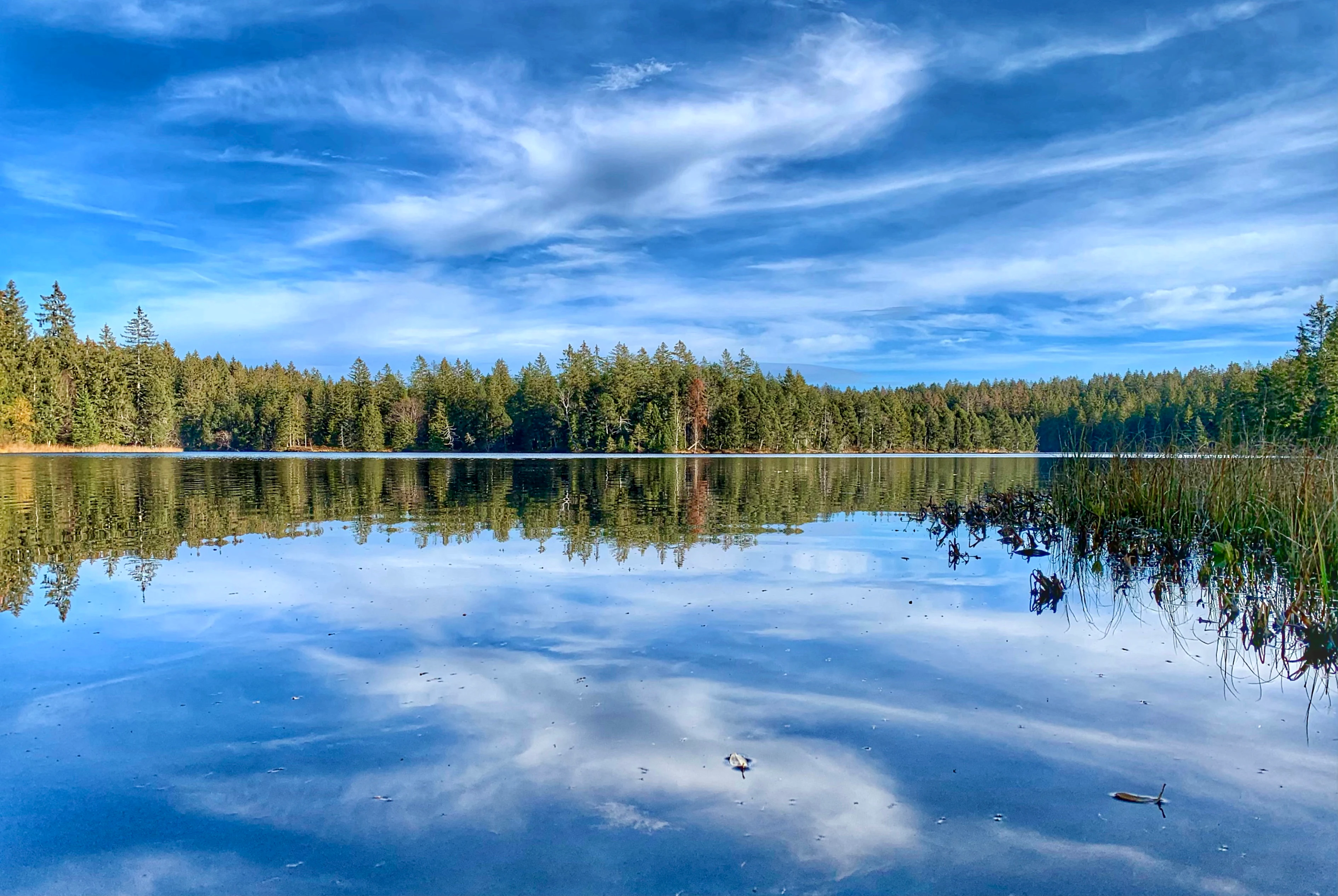 A serene lake reflects a bright blue sky with wispy clouds and a dense dark forest line on the horizon.