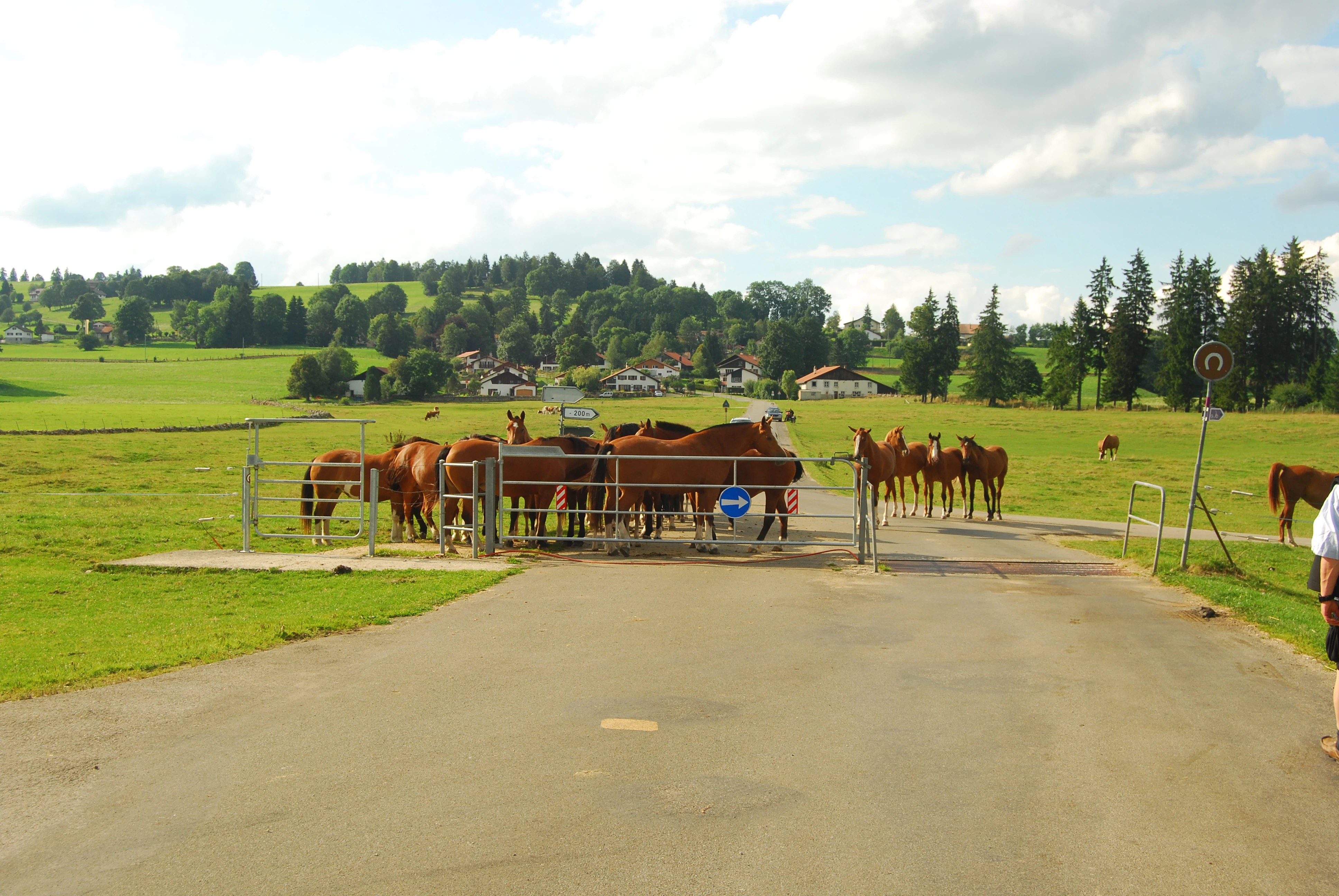 A rural scene in the Jura mountains with a group of brown horses standing behind a metal gate that crosses a paved road in a green meadow, with a small village and forested hills in the background.