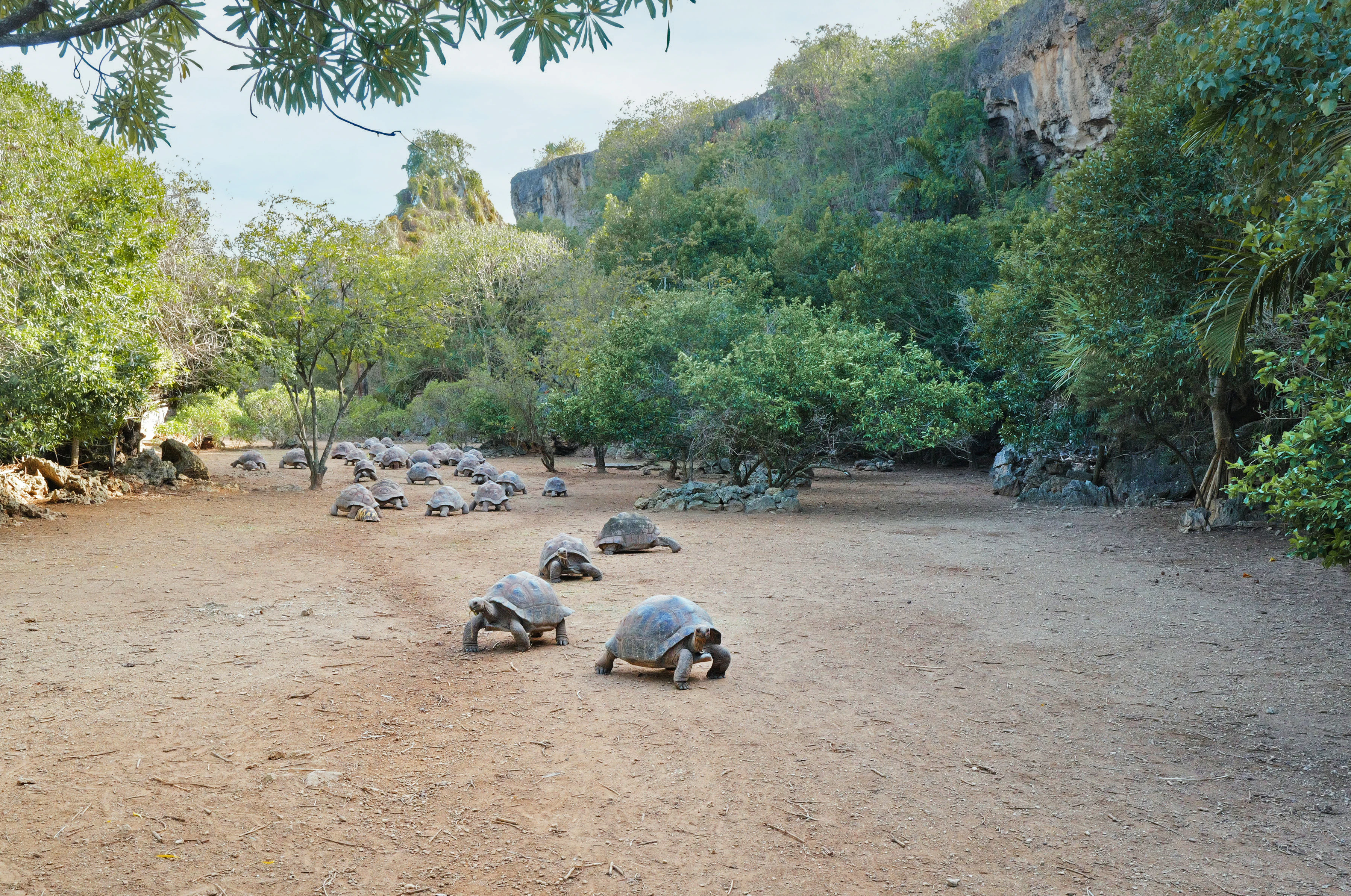 Many giant tortoises walking across a dry, sandy canyon floor surrounded by trees and limestone cliffs.