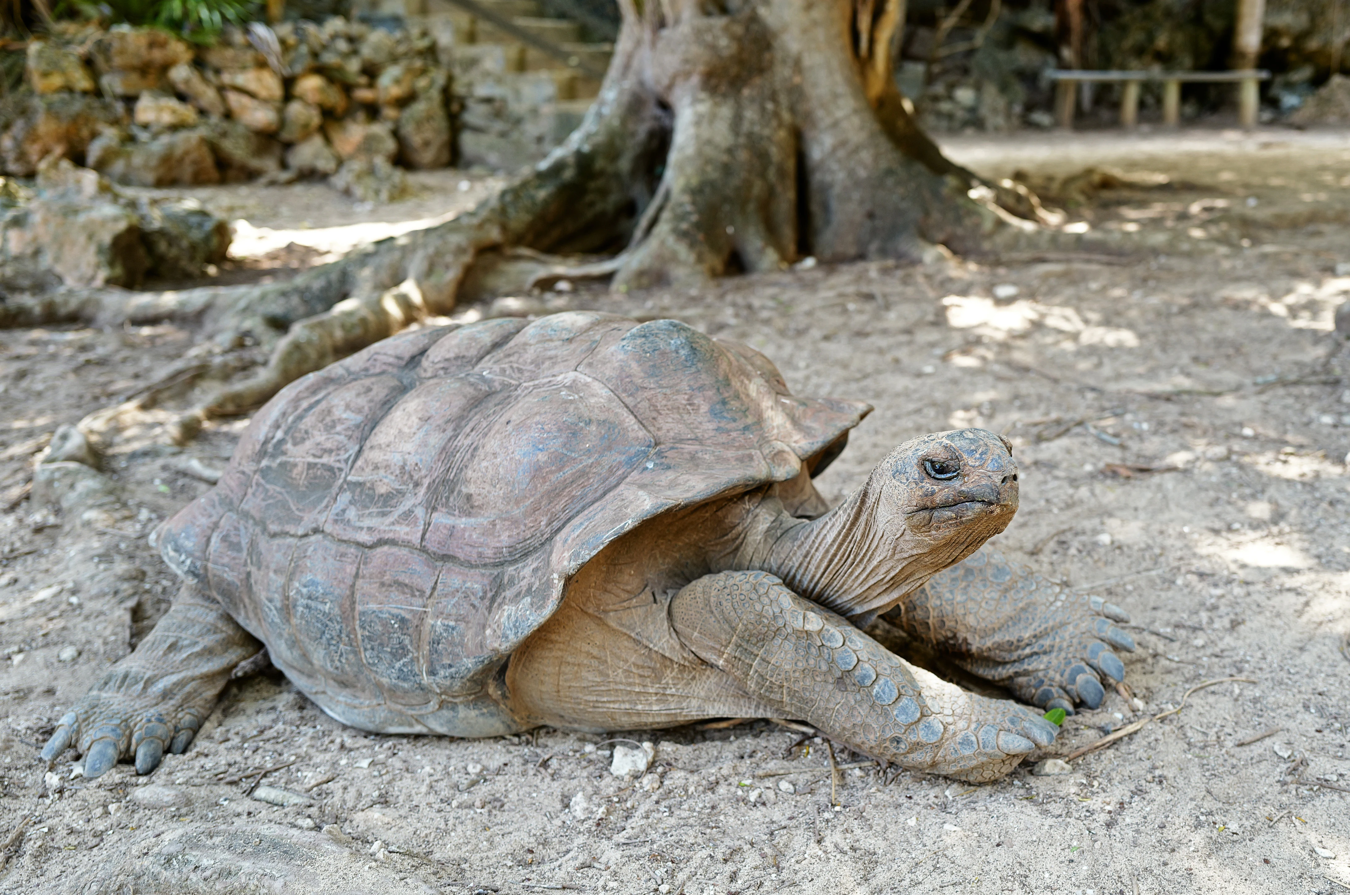 A large Aldabra giant tortoise resting on the sandy ground in front of a tree with exposed roots.