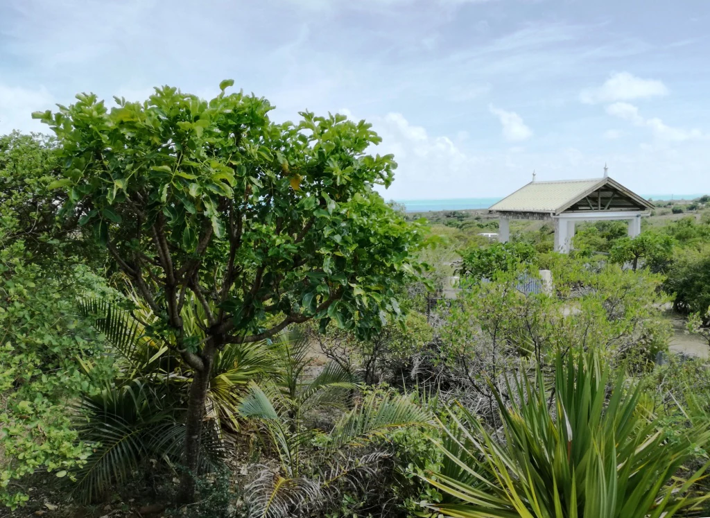 A leafy green tree stands in the foreground of a natural landscape with a small open shelter structure in the middle distance under a cloudy sky.