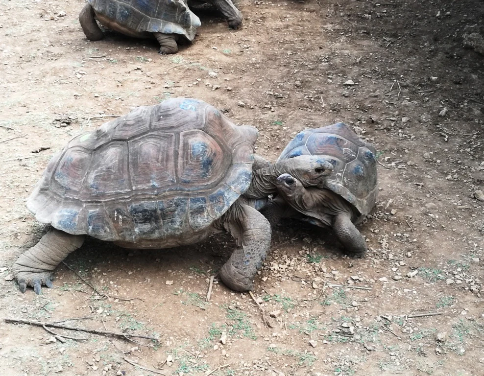 Two large giant tortoises on dirt ground with one partly resting its head near the other, and another tortoise partially visible at the top edge of the frame.