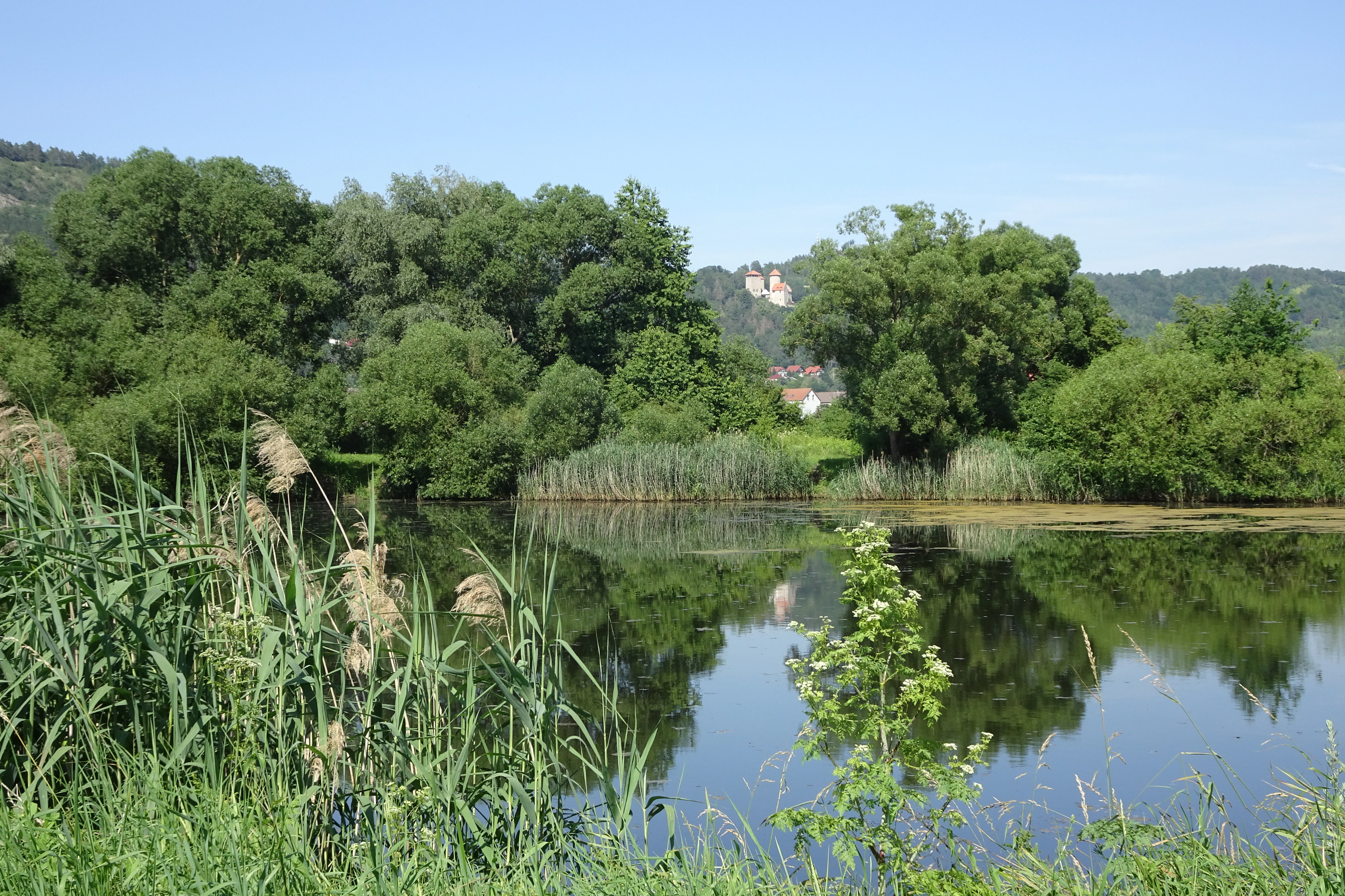 A calm body of water reflecting surrounding green trees and tall reeds, with a forested hillside and a building visible in the background under a clear blue sky