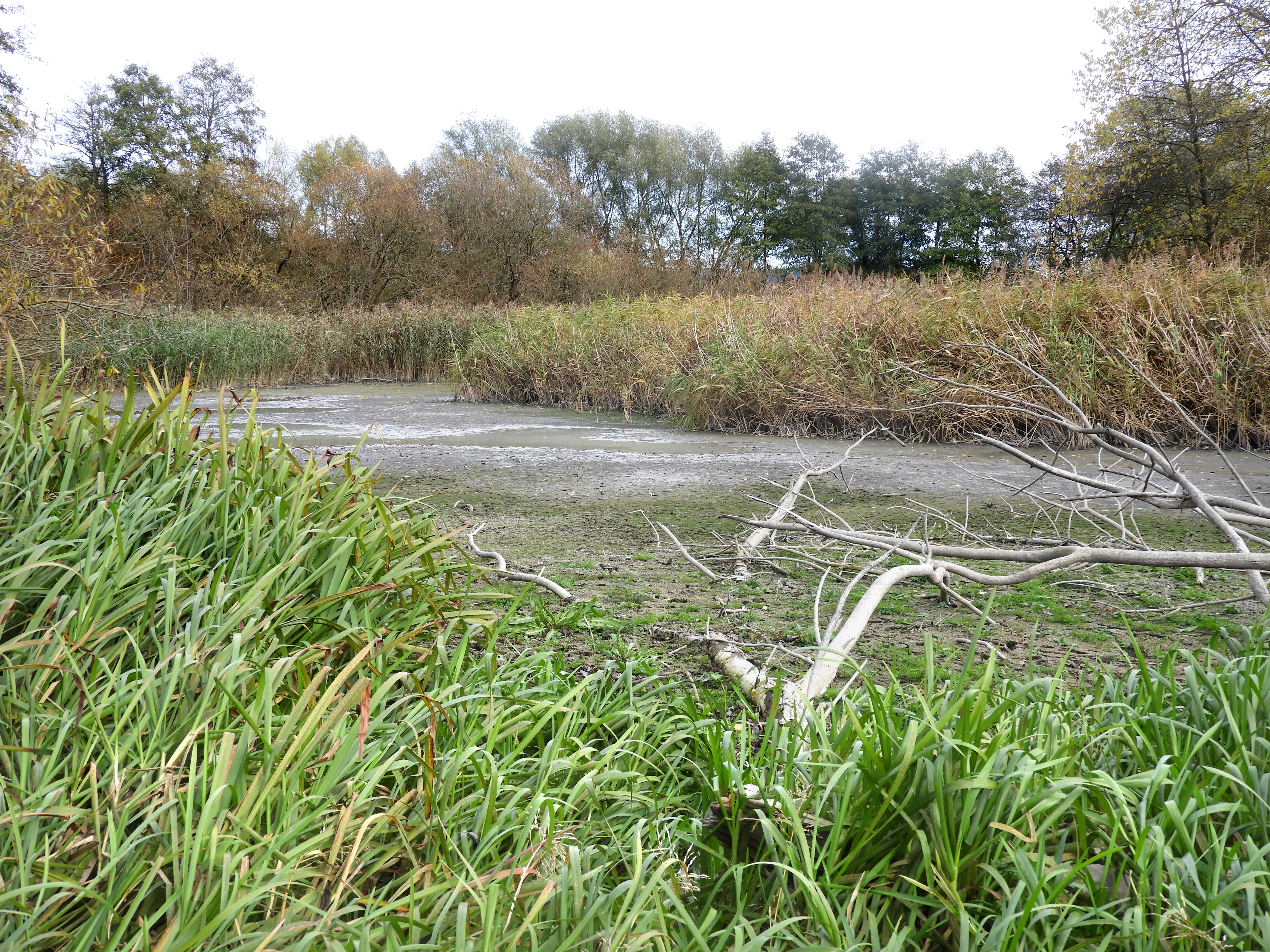 A small oxbow lake covered in algae and fallen branches, surrounded by tall green reeds in the foreground and a line of trees with autumn foliage in the background under an overcast sky.