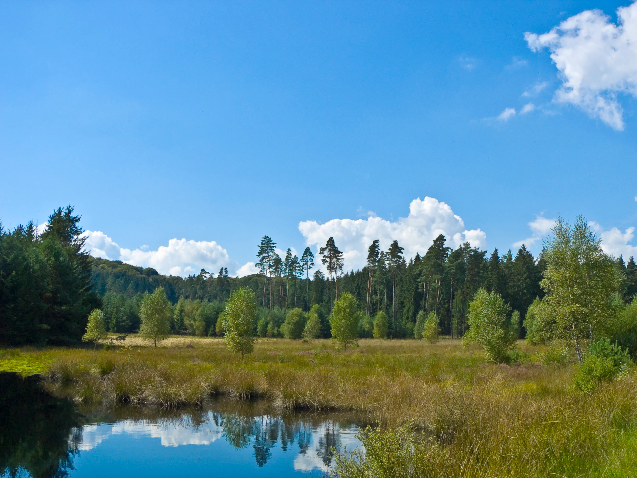A peaceful bog landscape featuring a small, calm pond reflecting the sky in the foreground, with grassy wetland vegetation and a dense forest tree line in the background under a blue sky with scattered clouds.