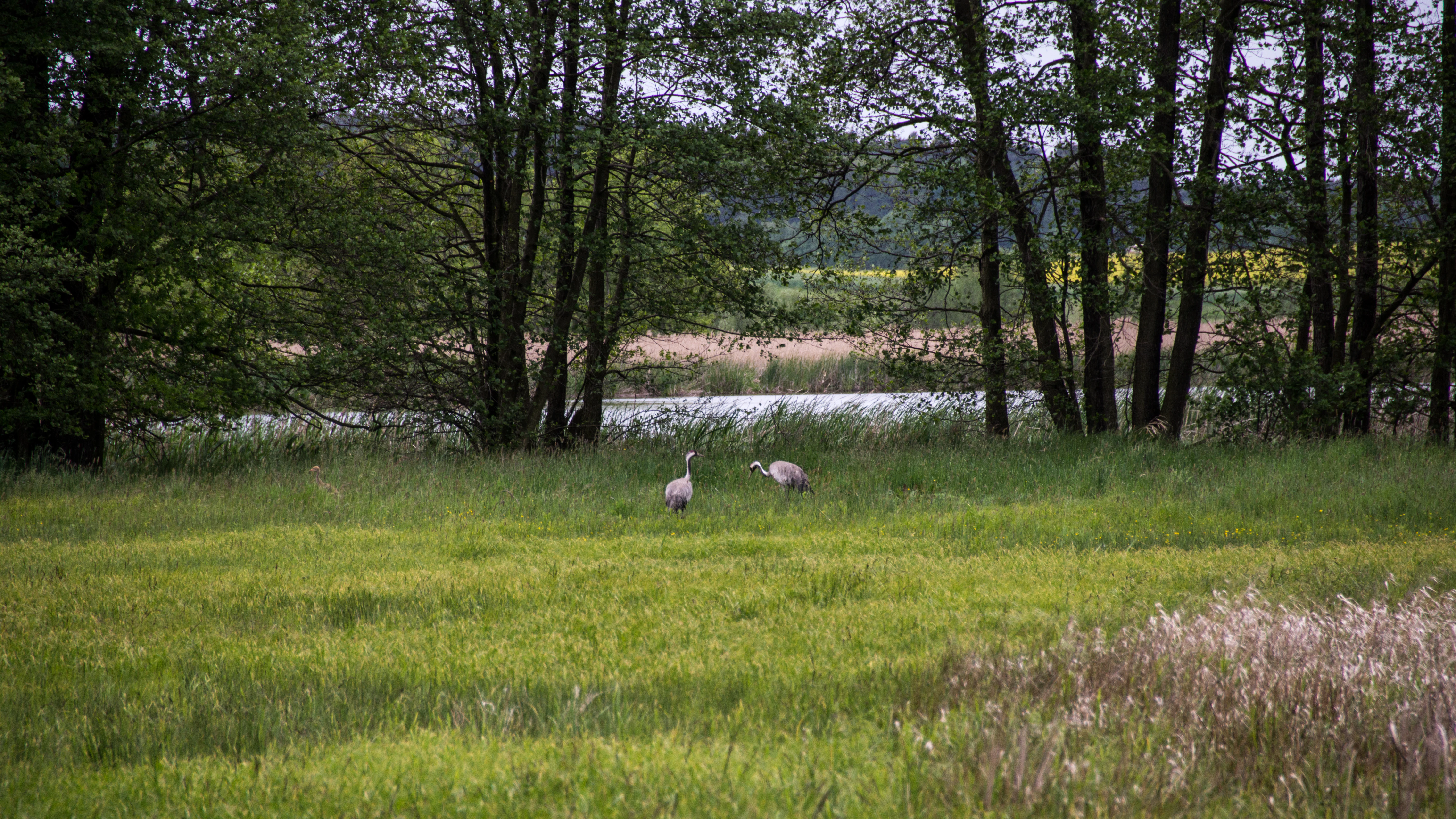 Two grey birds foraging in a grassy field in front of a line of trees and a pond.