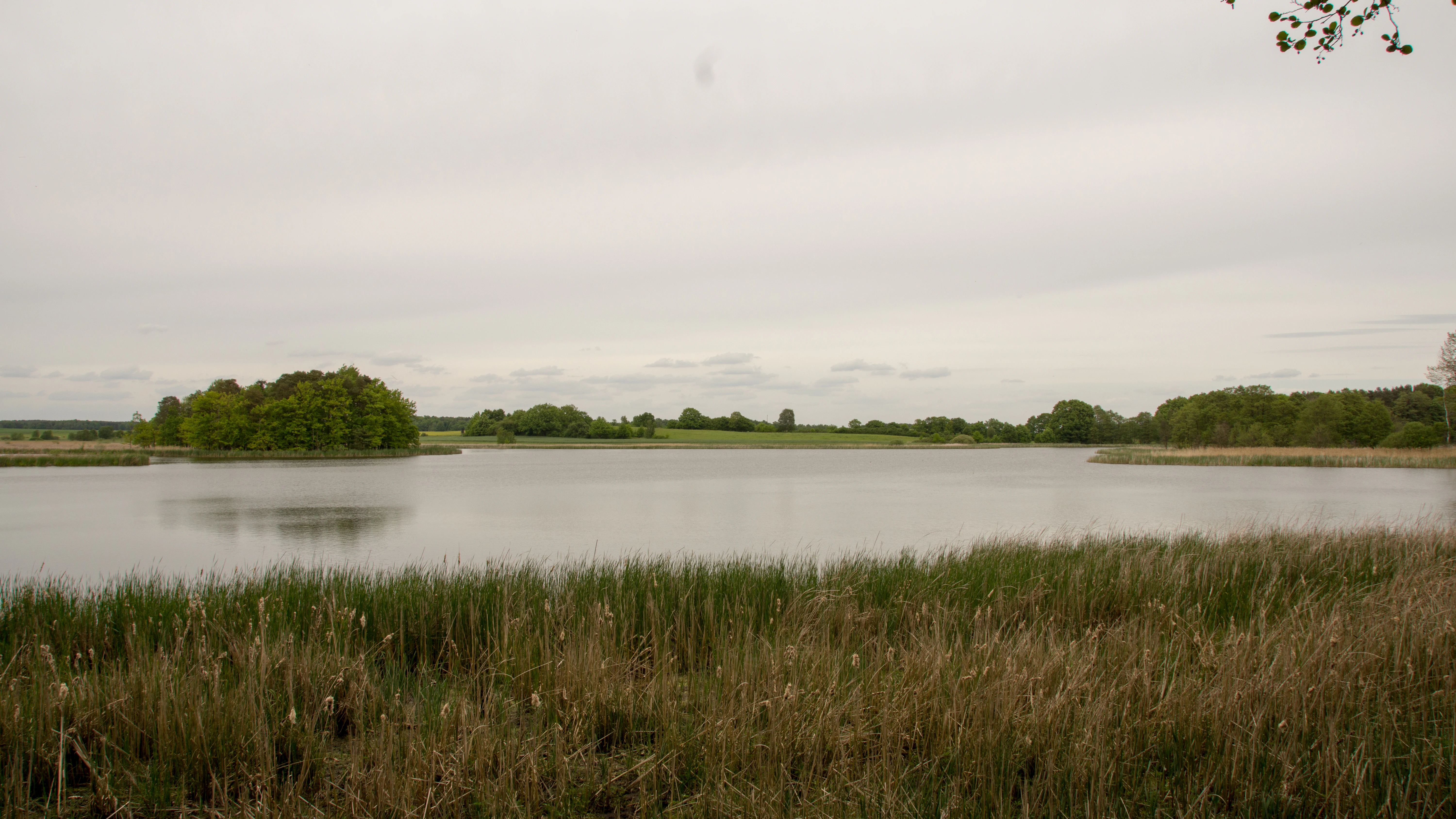A wide, eye-level shot of a tranquil pond in the Frauenteich Moritzburg nature reserve, with dense reed beds in the foreground and patches of lush green trees on the distant banks under a cloudy sky.