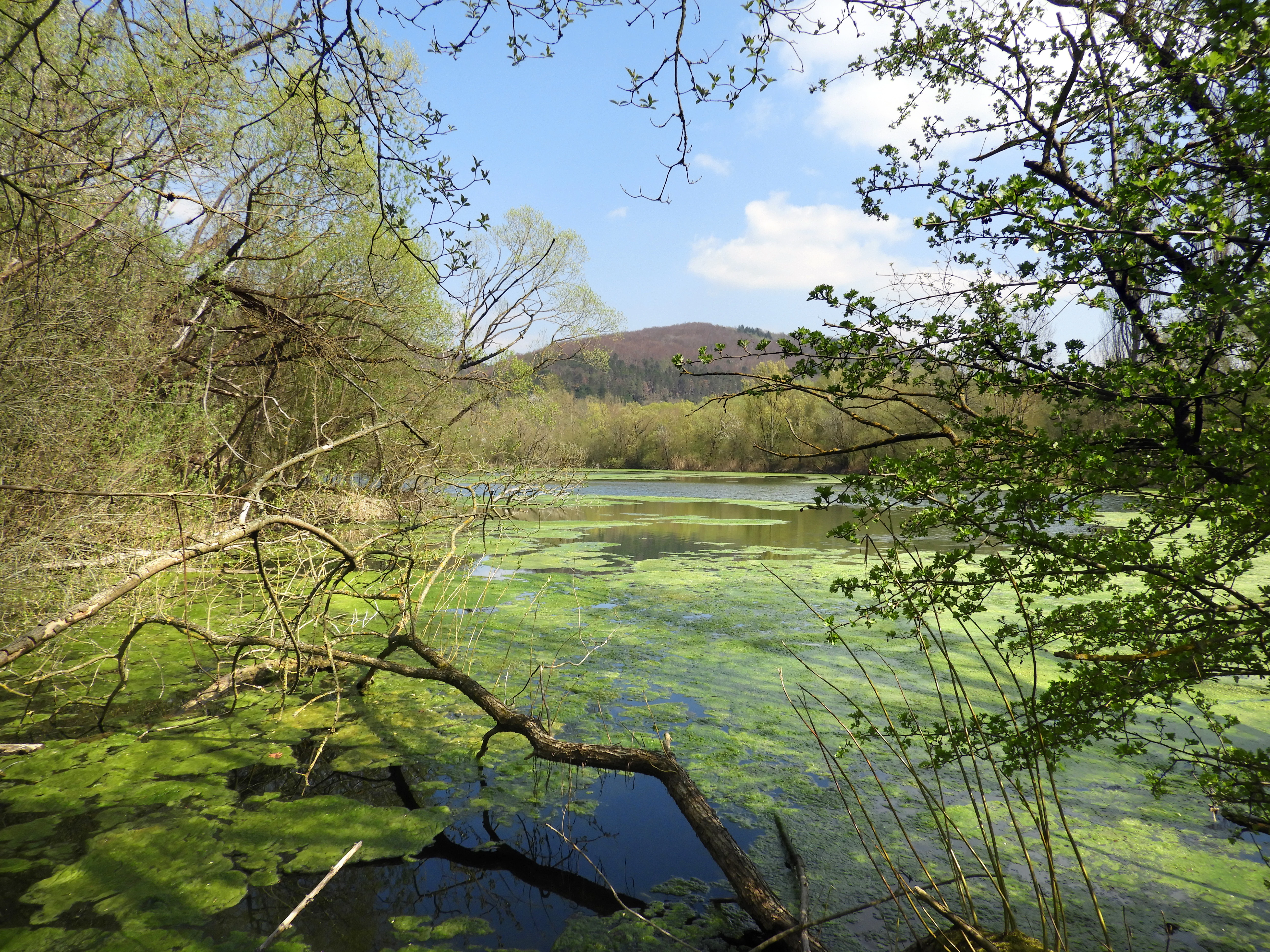 A peaceful pond covered in green algae surrounded by trees and shrubs, with a distant hill visible under a blue sky.